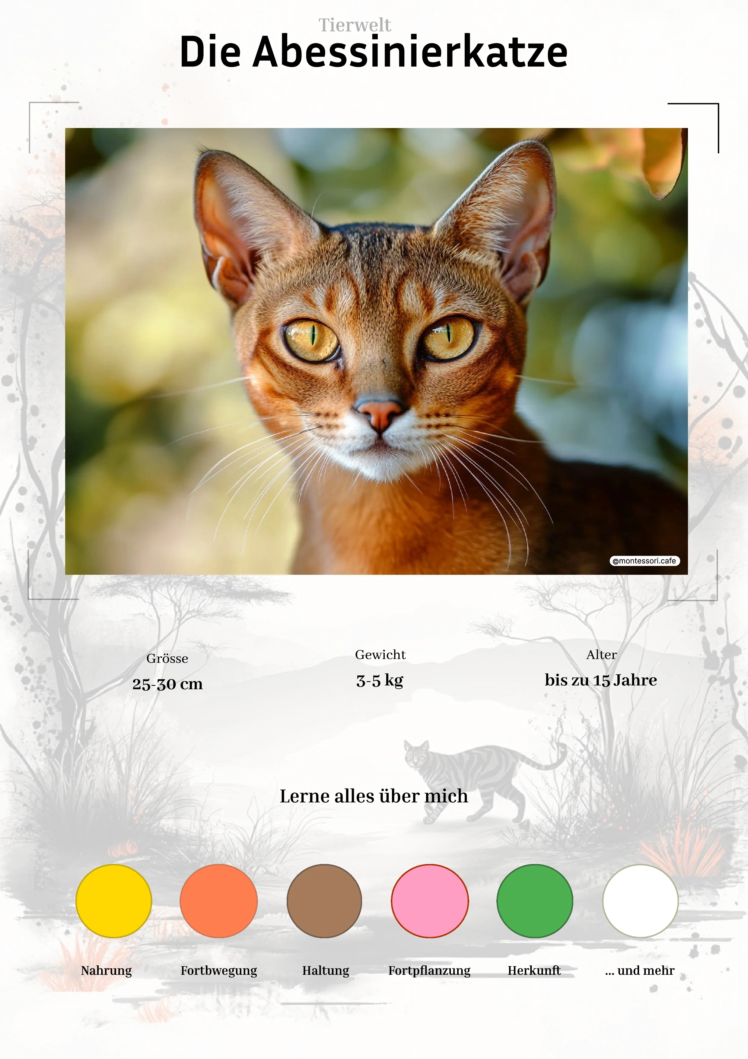 Die Abessinierkatze - Ganzheitliche Lernkarten