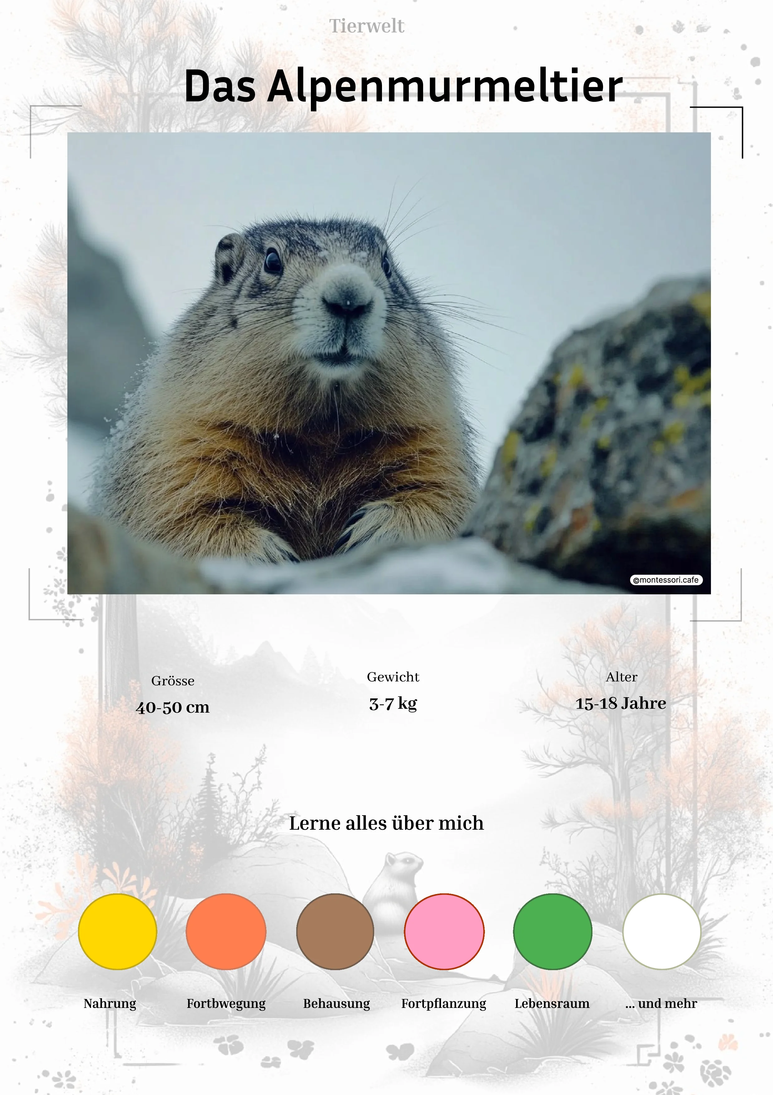 Das Alpenmurmeltier - Lernkarten