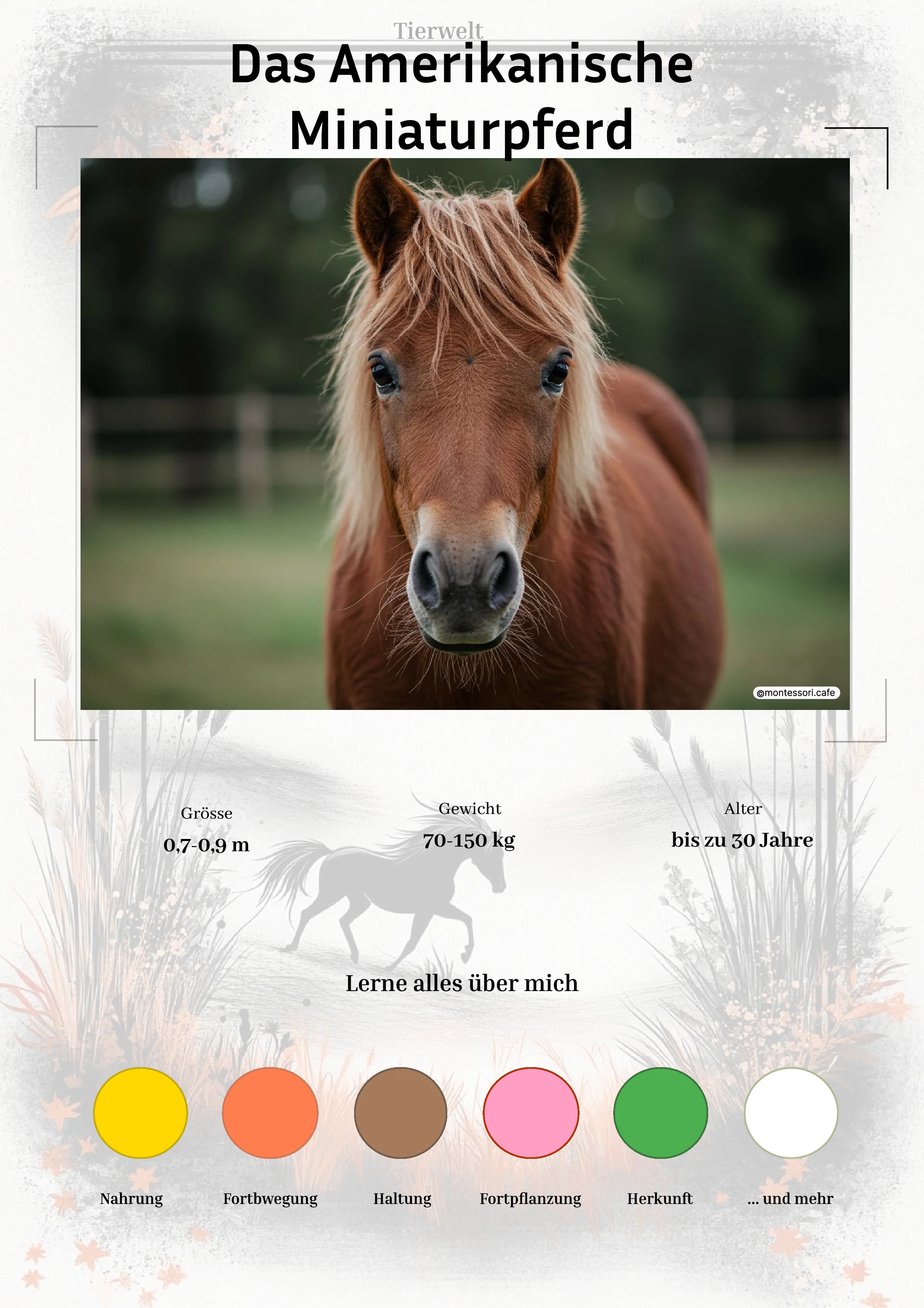 Das Amerikanische Miniaturpferd - Lernkarten