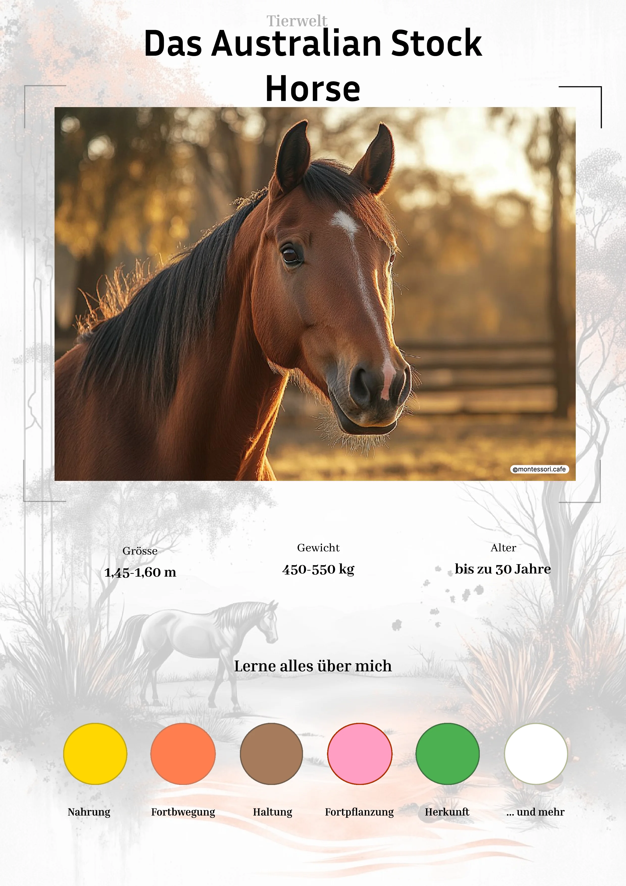 Pferde in Australien