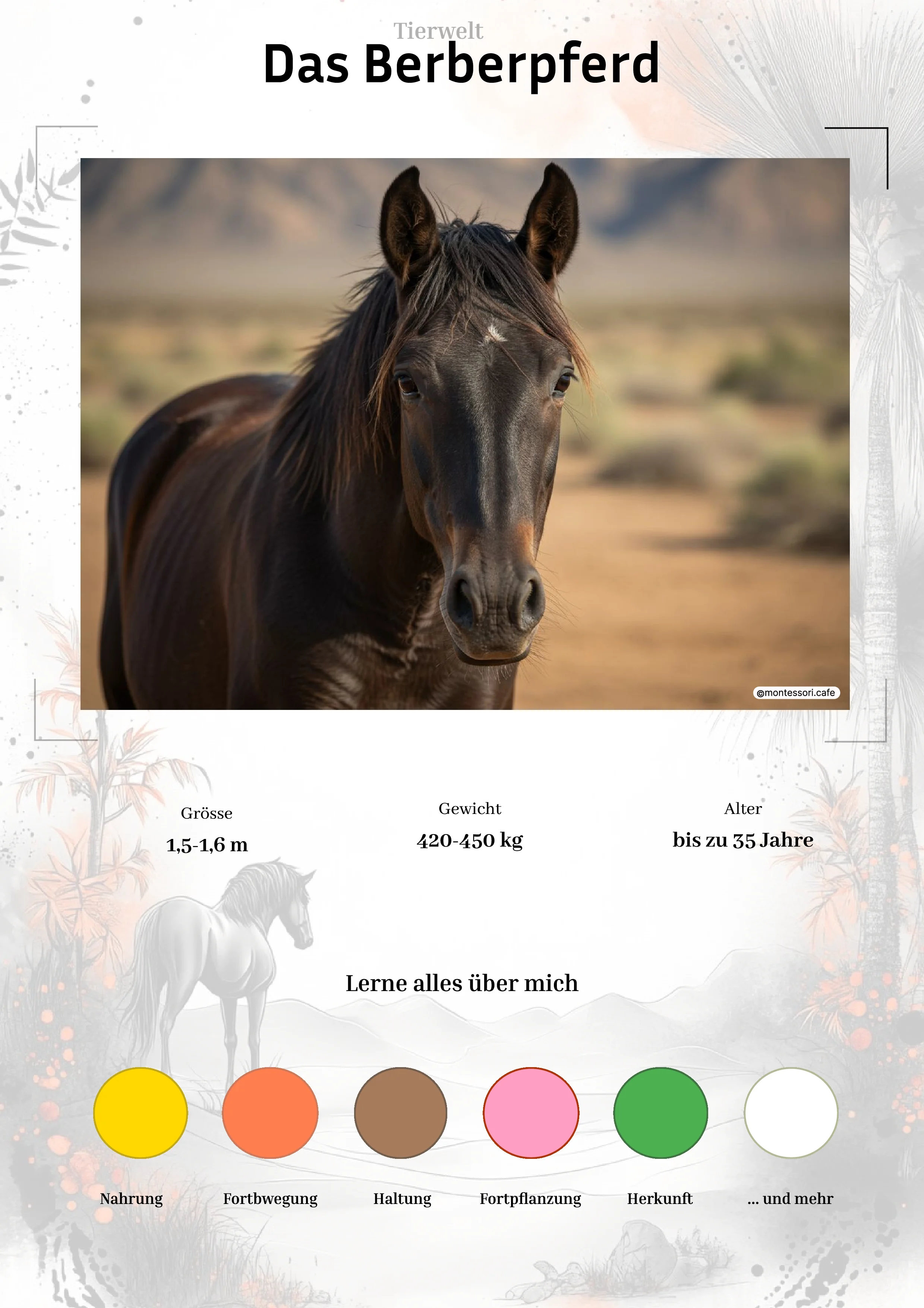 Das Berberpferd - Lernkarten