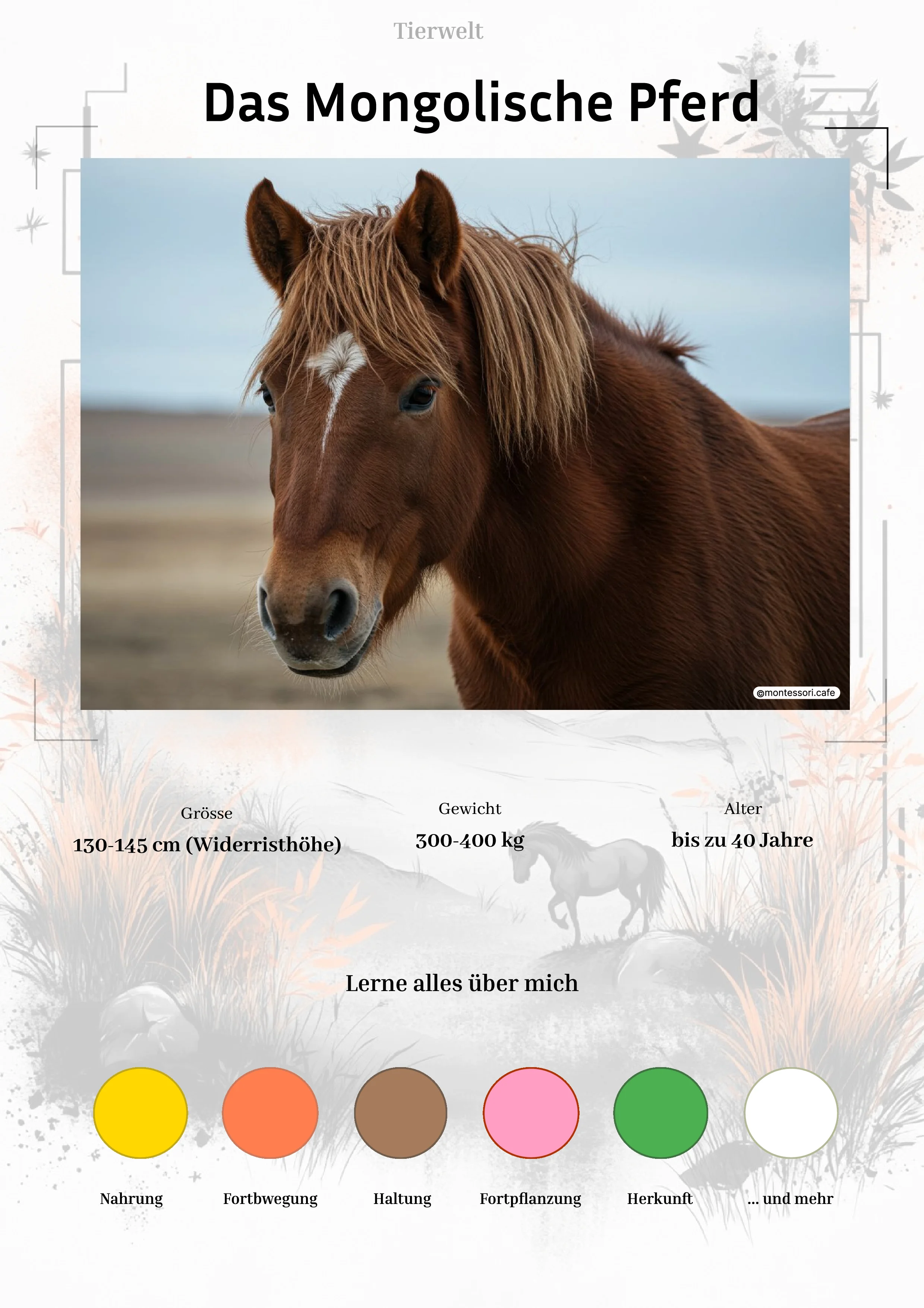 Das Mongolische Pferd - Lernkarten