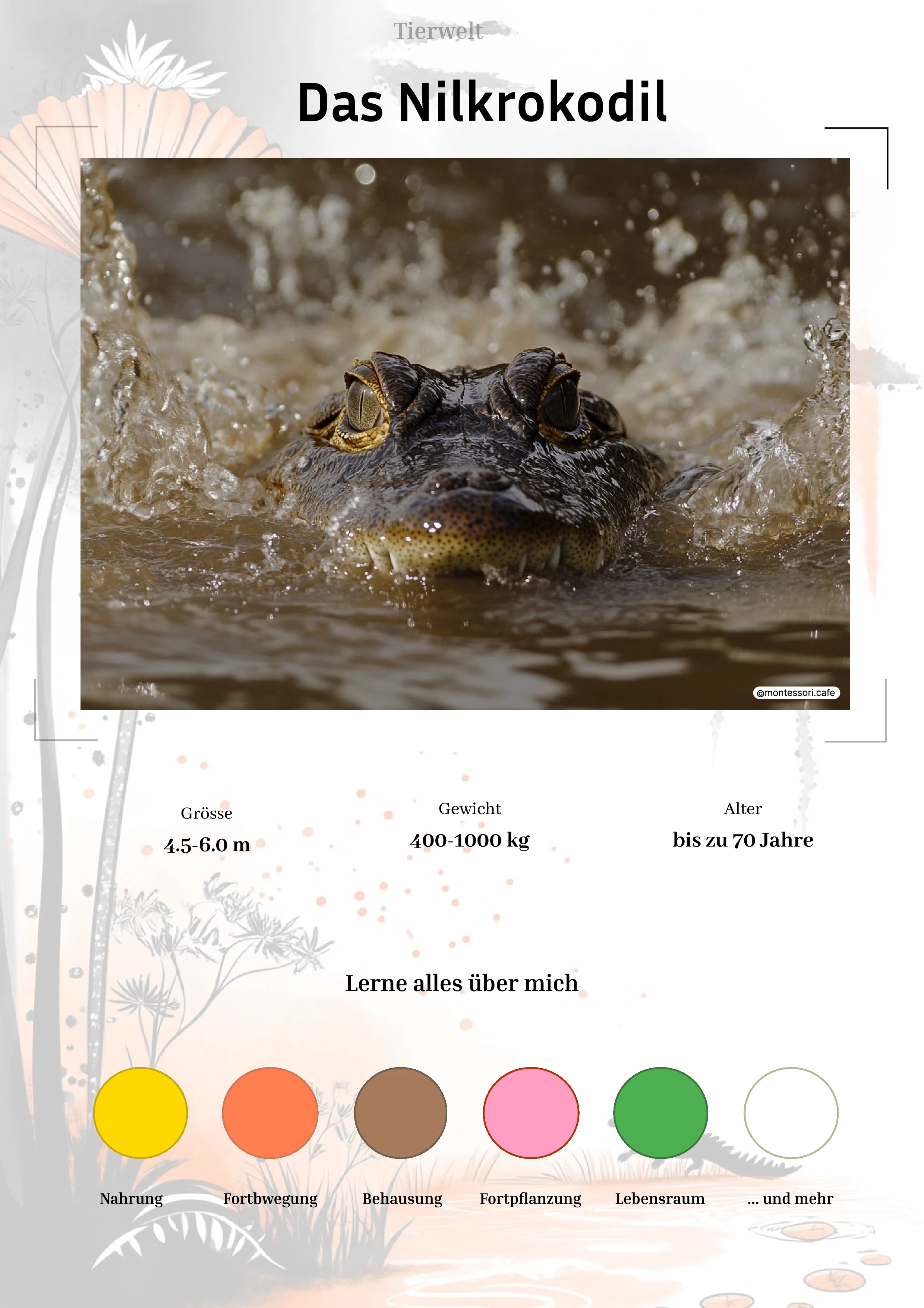 Das Nilkrokodil - Lernkarten