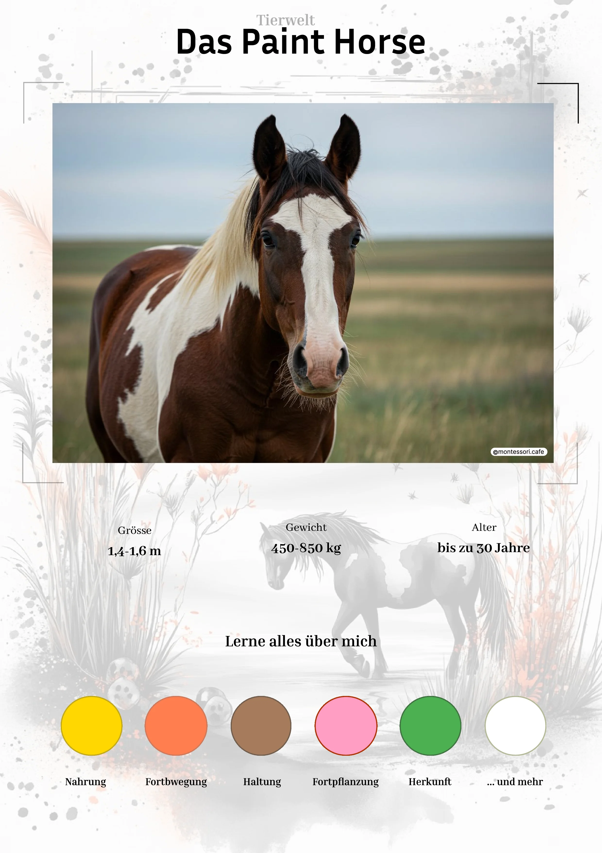 Das Paint Horse - Lernkarten