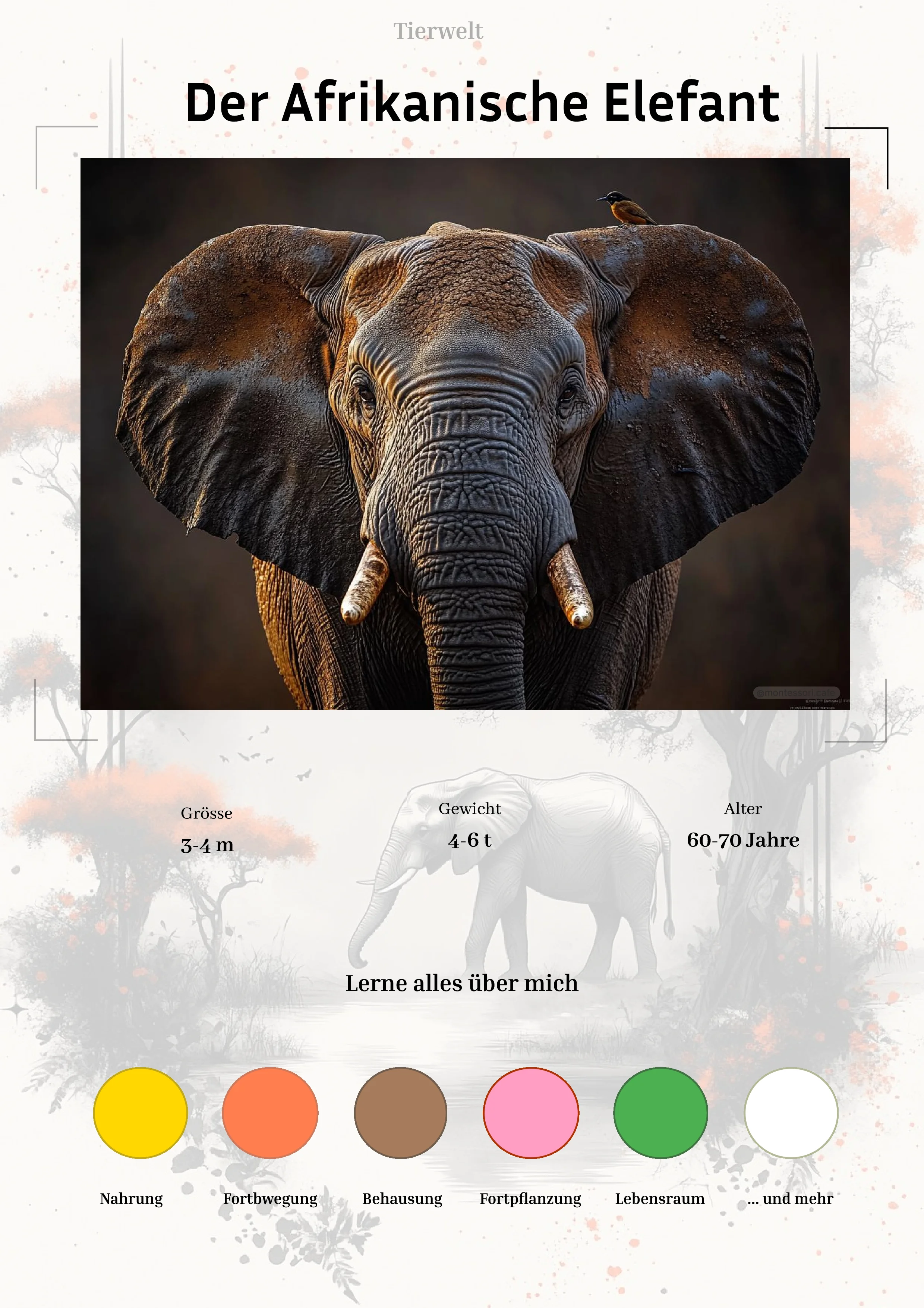 Der Afrikanische Elefant - Lernkarten