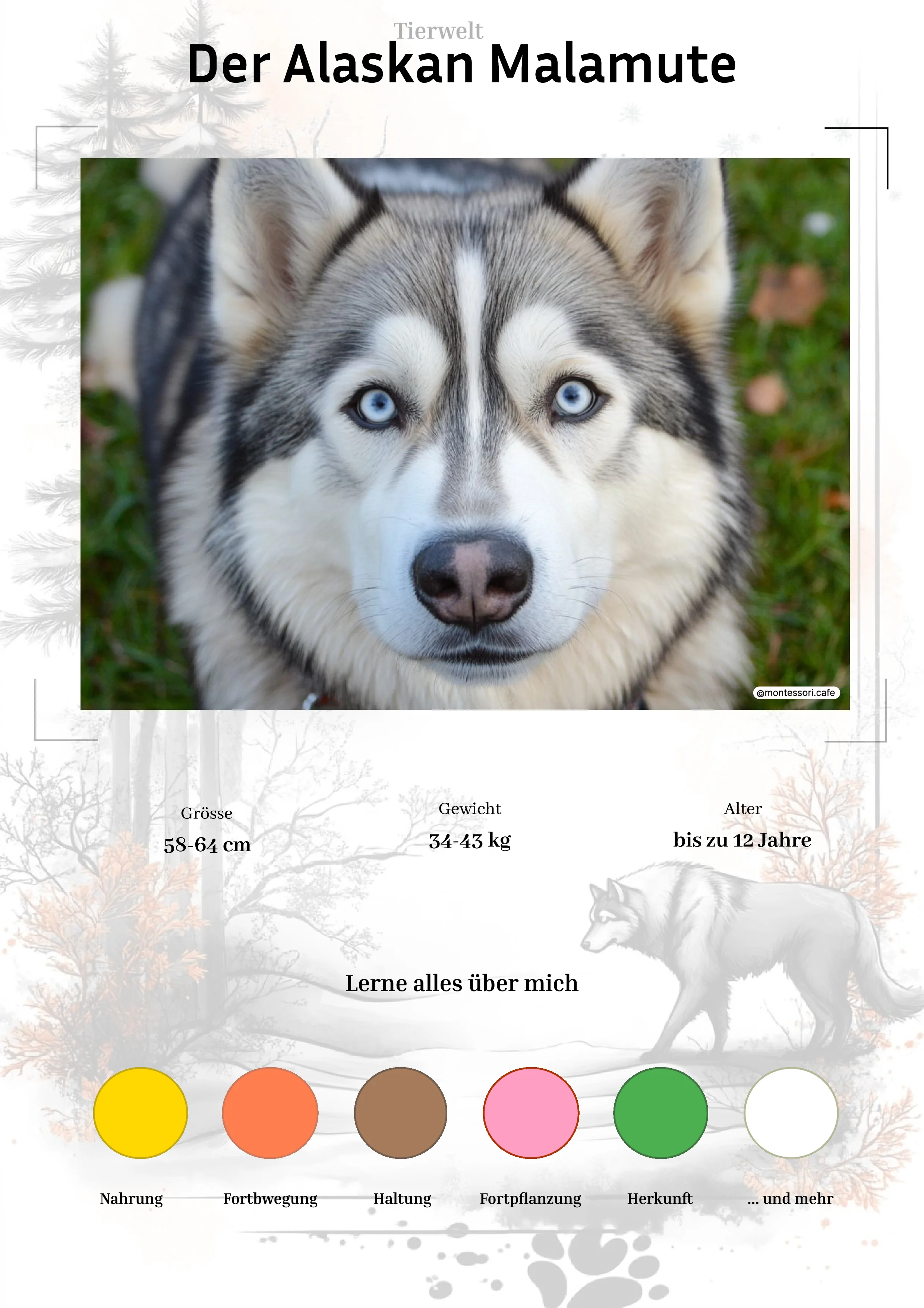 Der Alaskan Malamute - Lernkarten