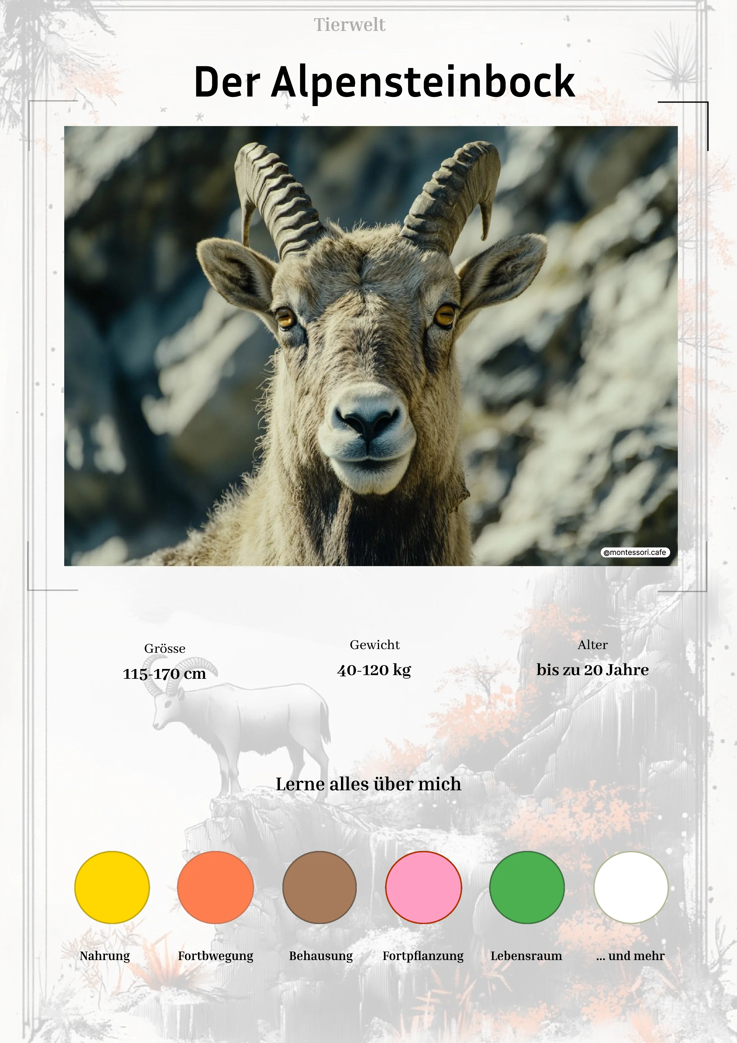 Der Alpensteinbock - Lernkarten