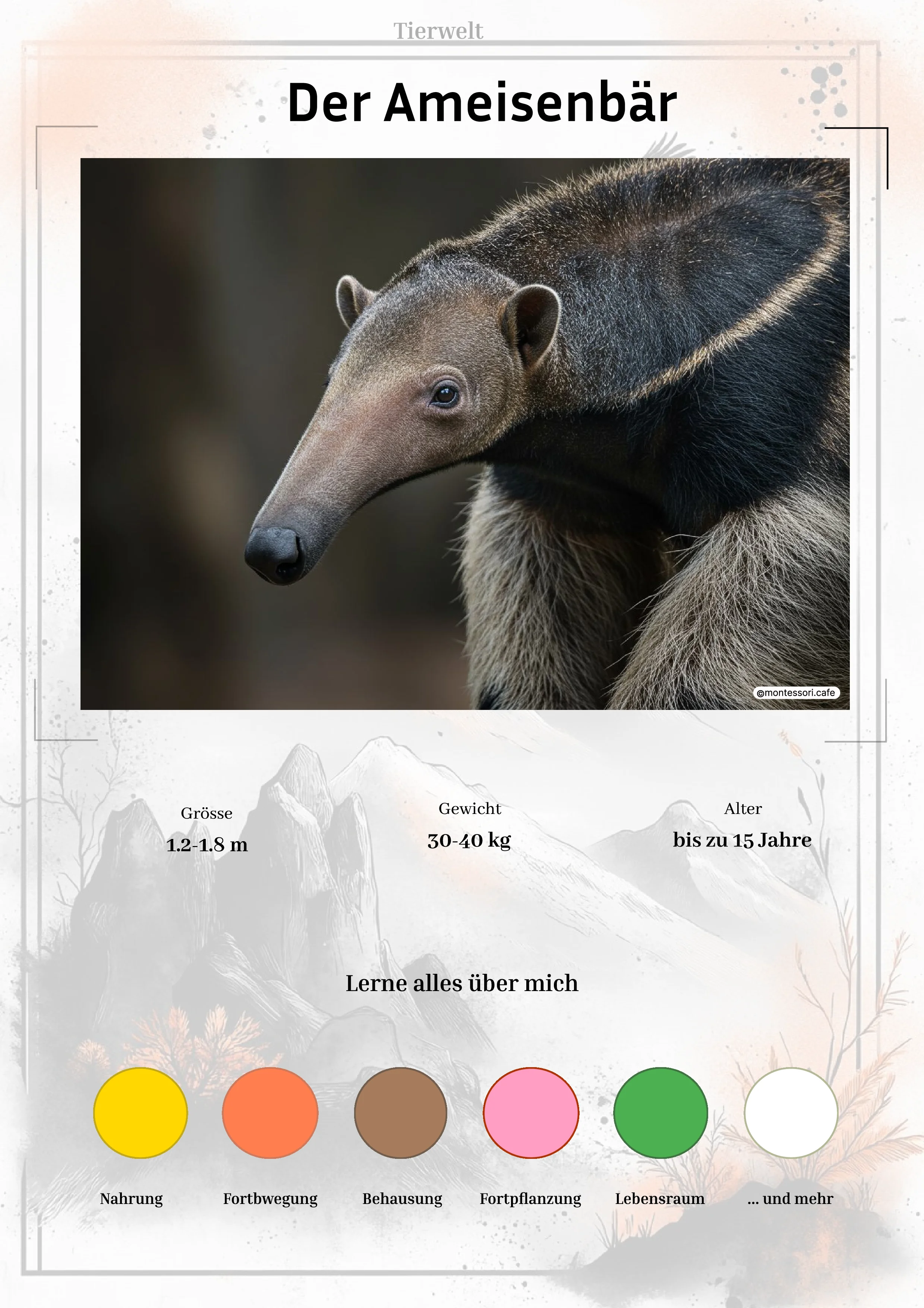 Der Ameisenbär - Lernkarten