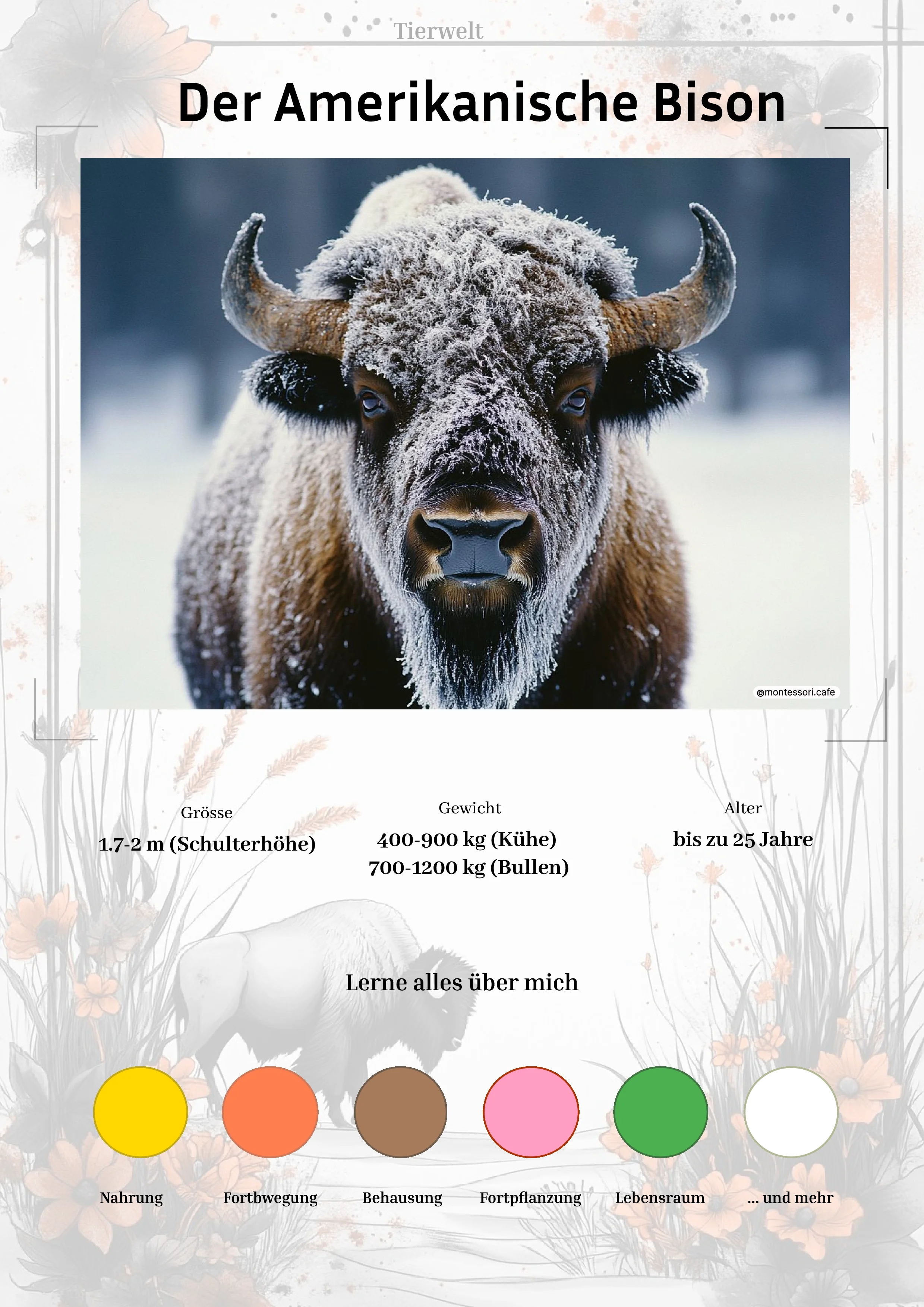 Der Amerikanische Bison - Lernkarten