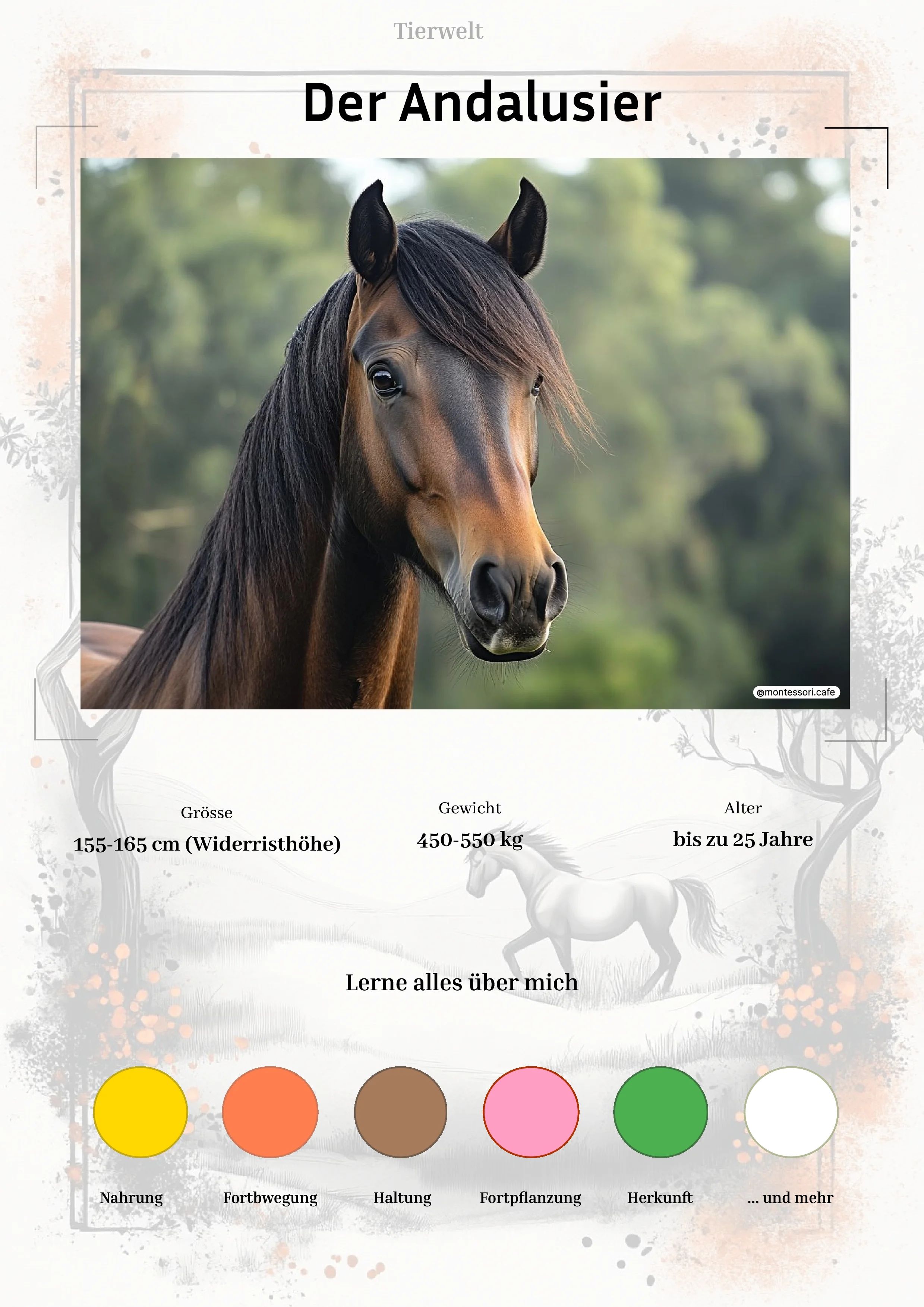 Der Andalusier - Lernkarten