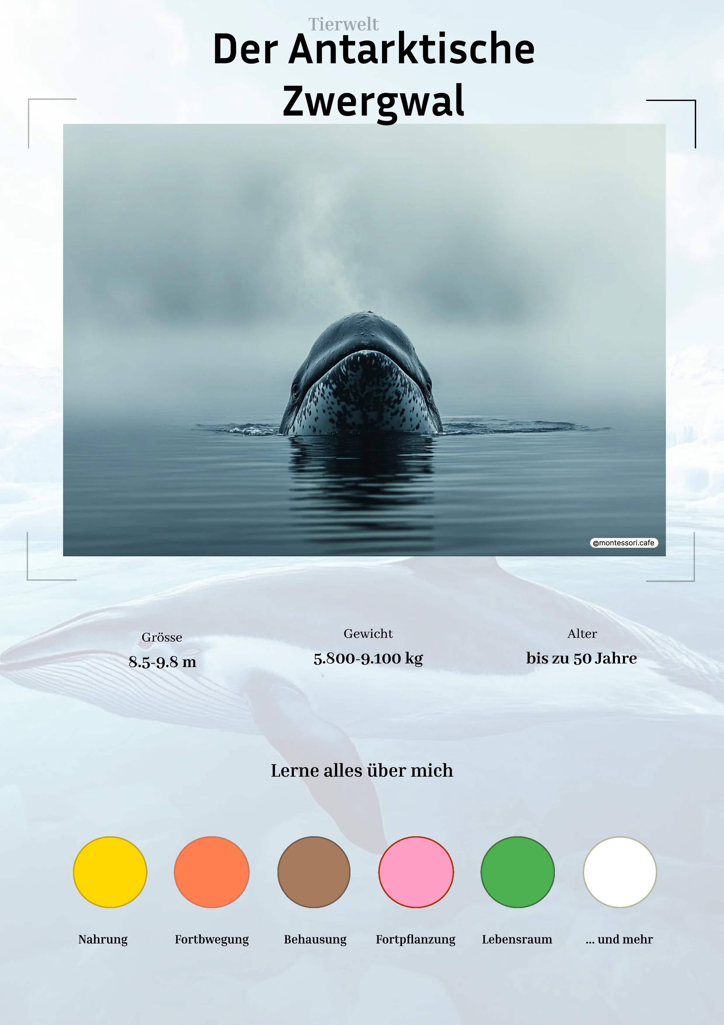 Der Antarktische Zwergwal - Lernkarten