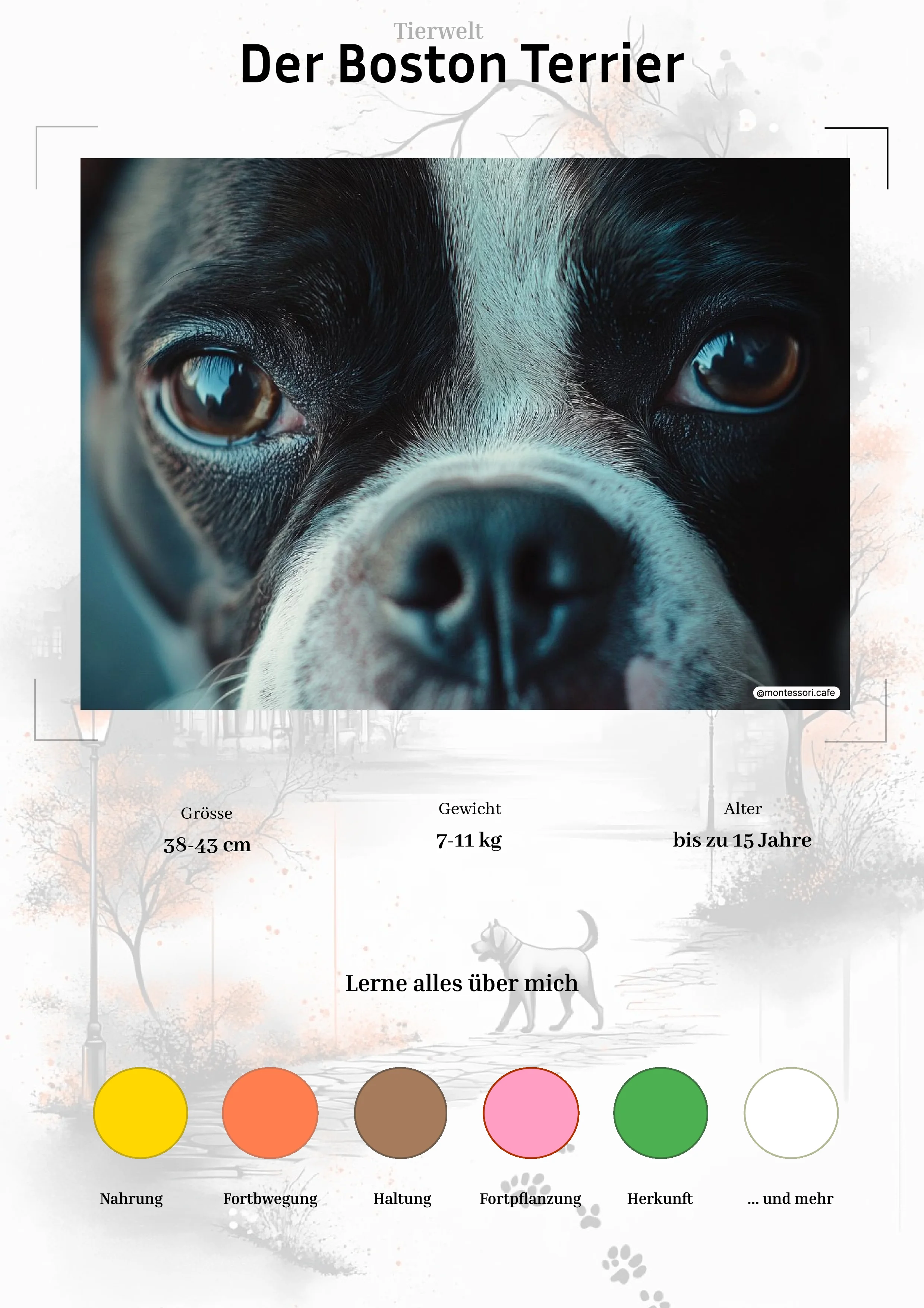 Der Boston Terrier - Lernkarten