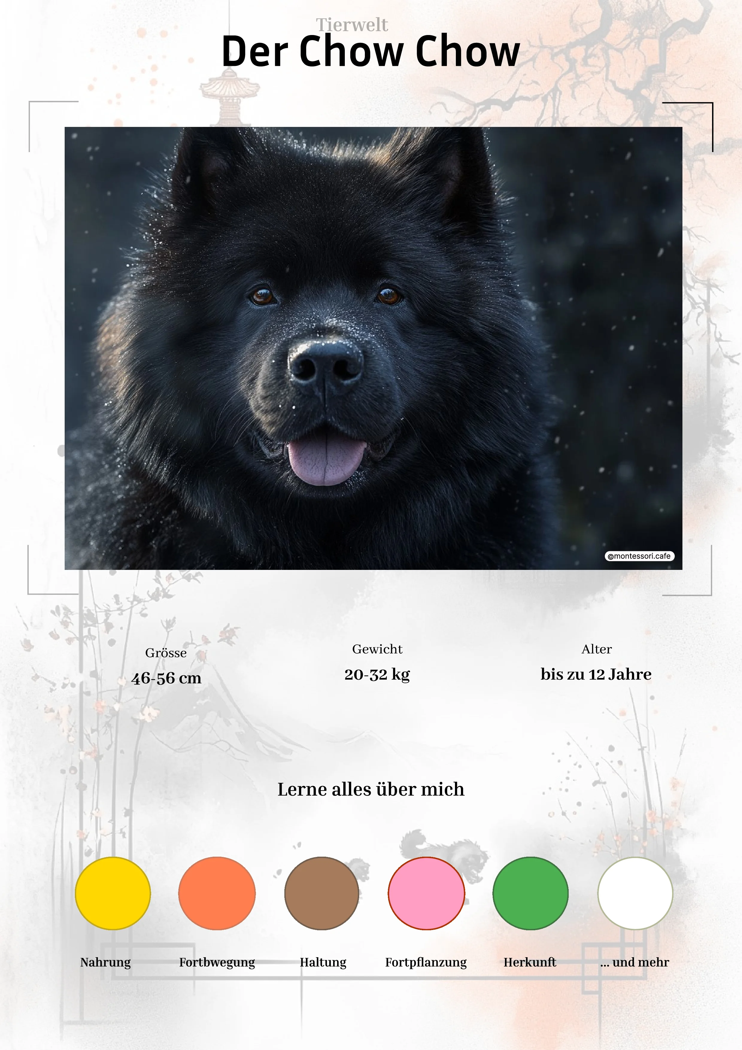 Der Chow Chow - Lernkarten