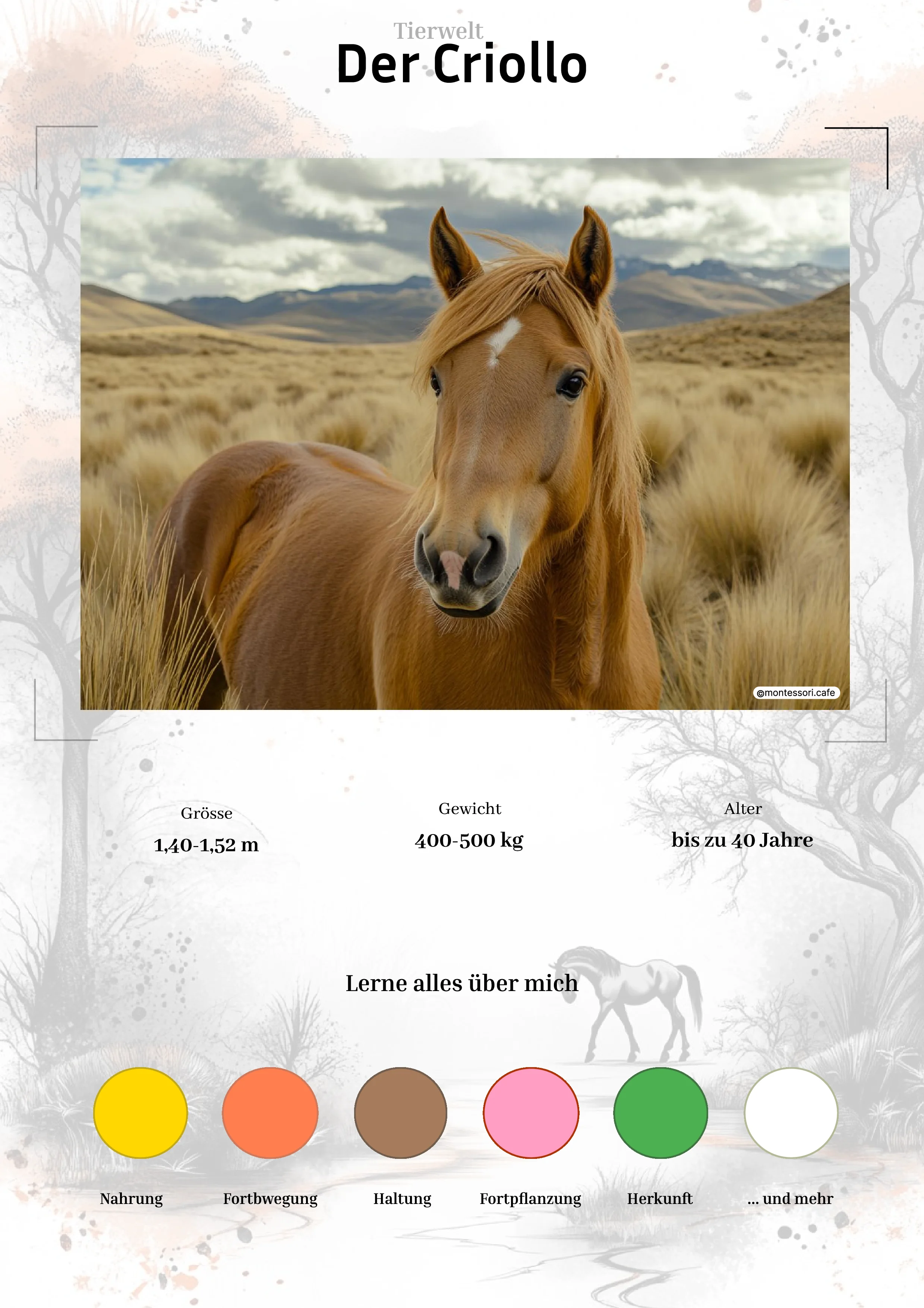 Der Criollo - Lernkarten