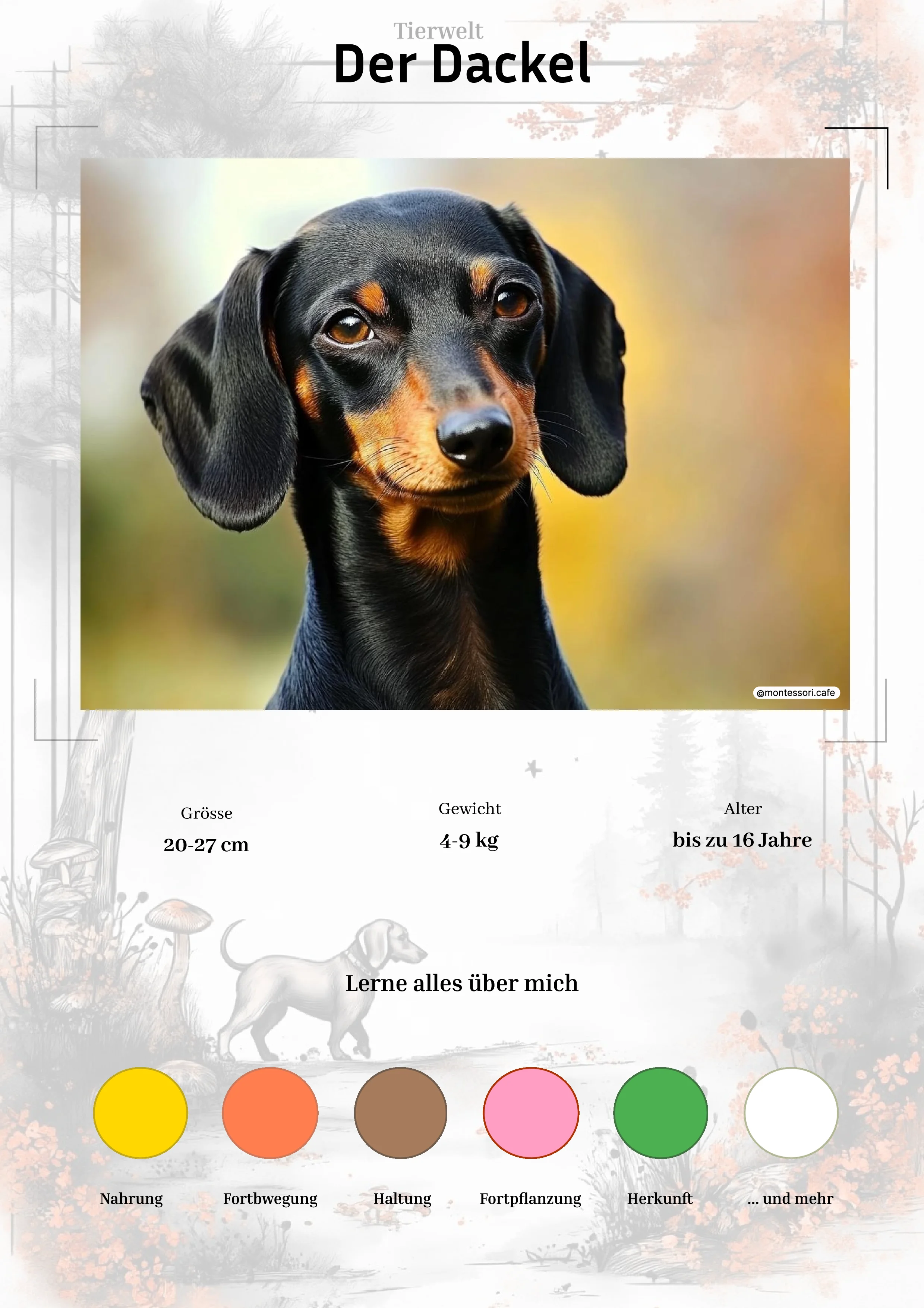Der Dackel - Lernkarten