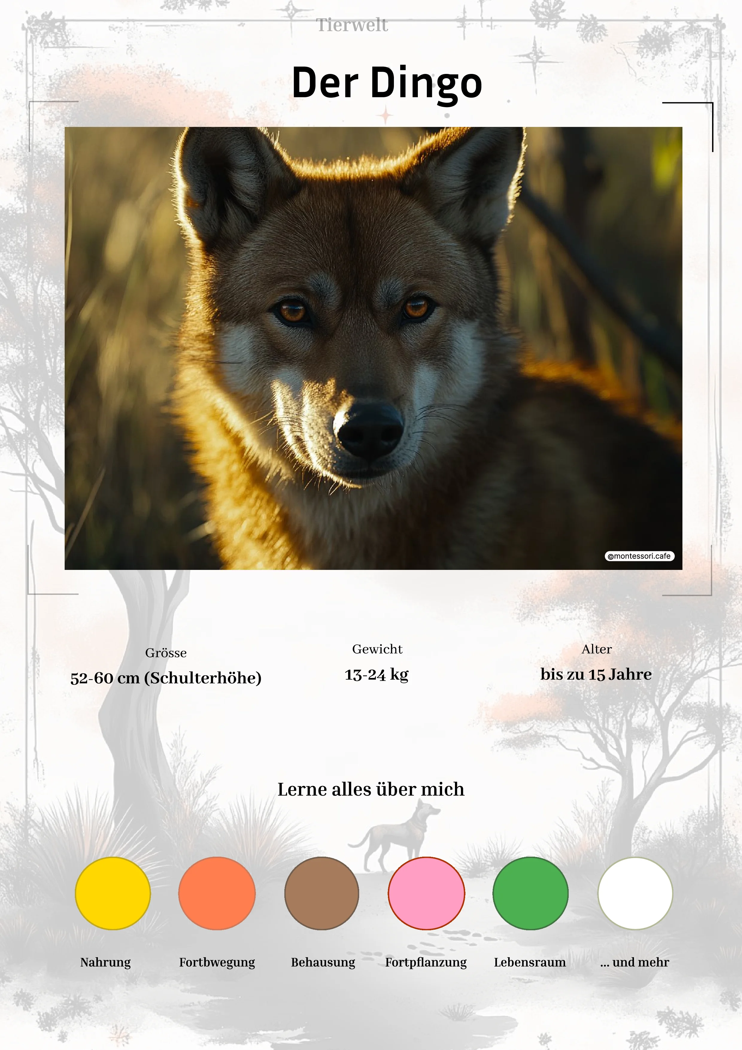 Der Dingo - Lernkarten