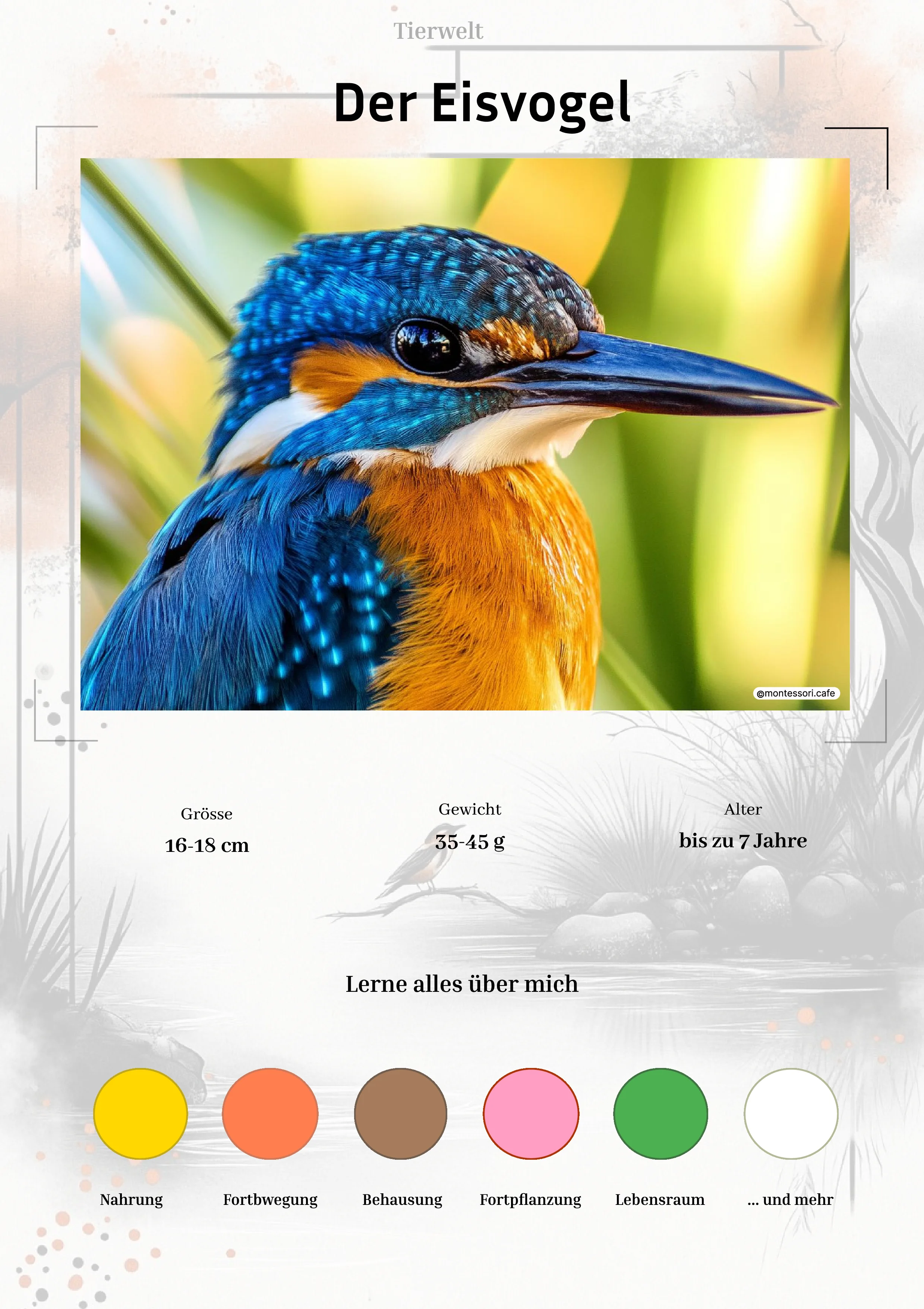 Der Eisvogel - Lernkarten