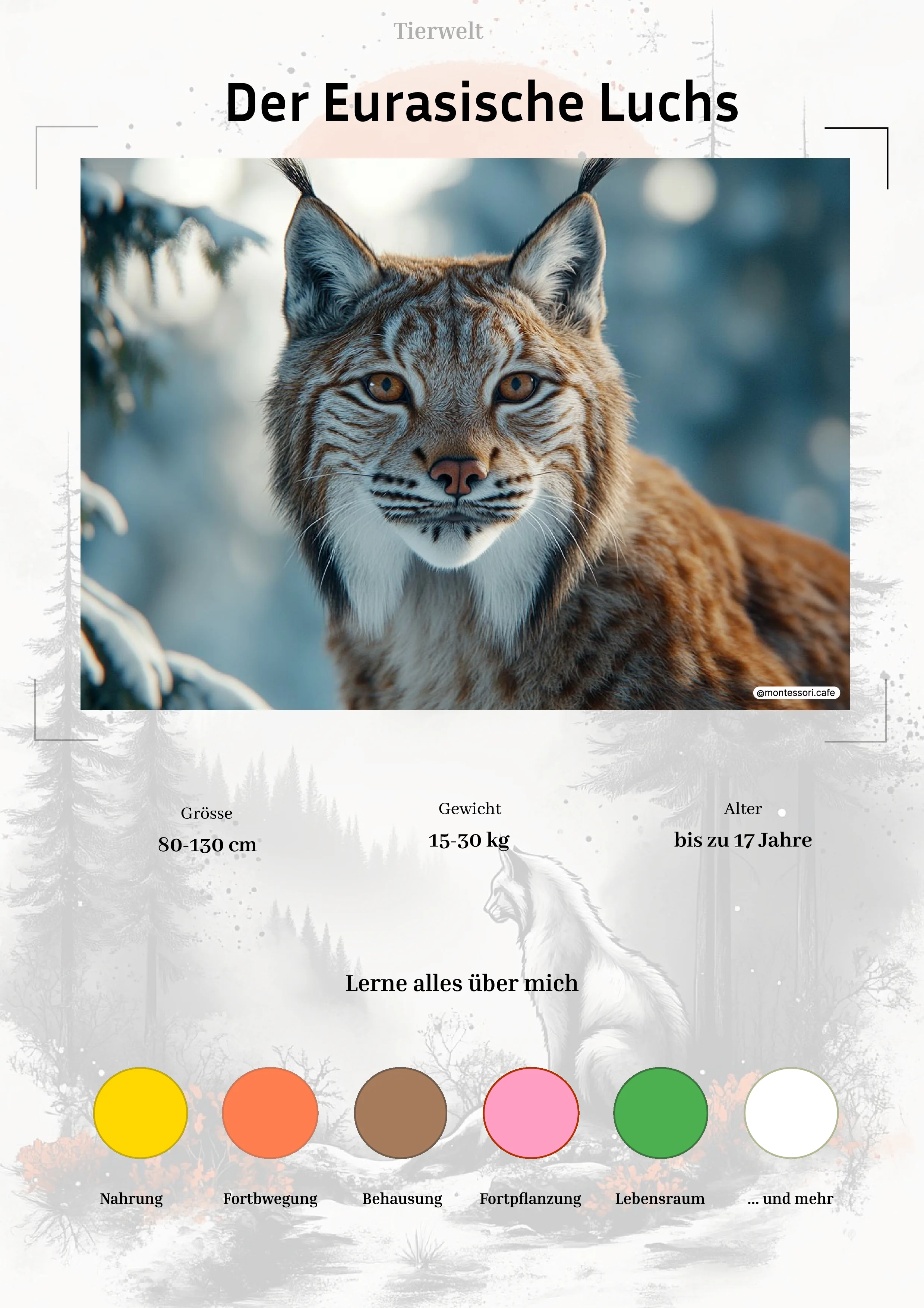 Der Eurasische Luchs - Lernkarten