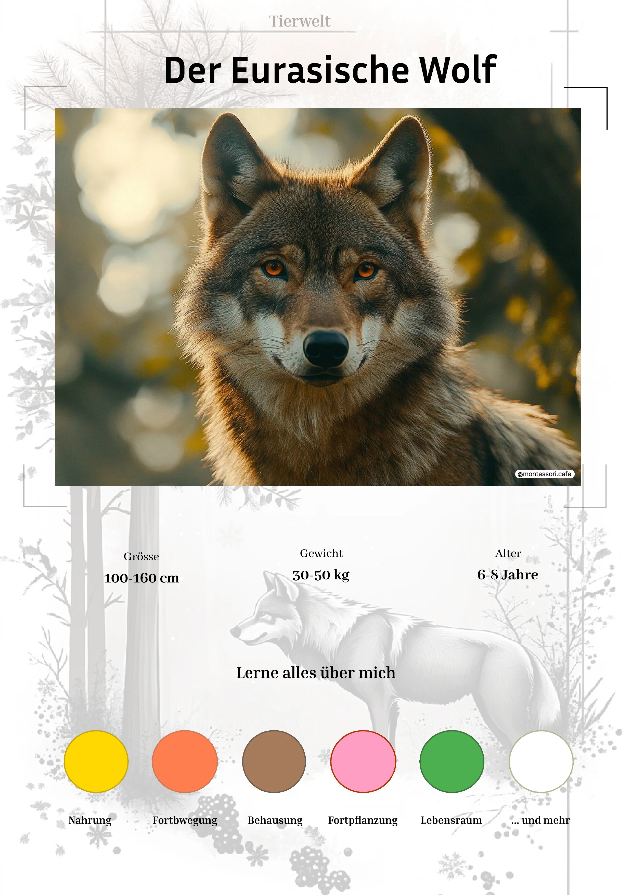 Der Eurasische Wolf - Lernkarten