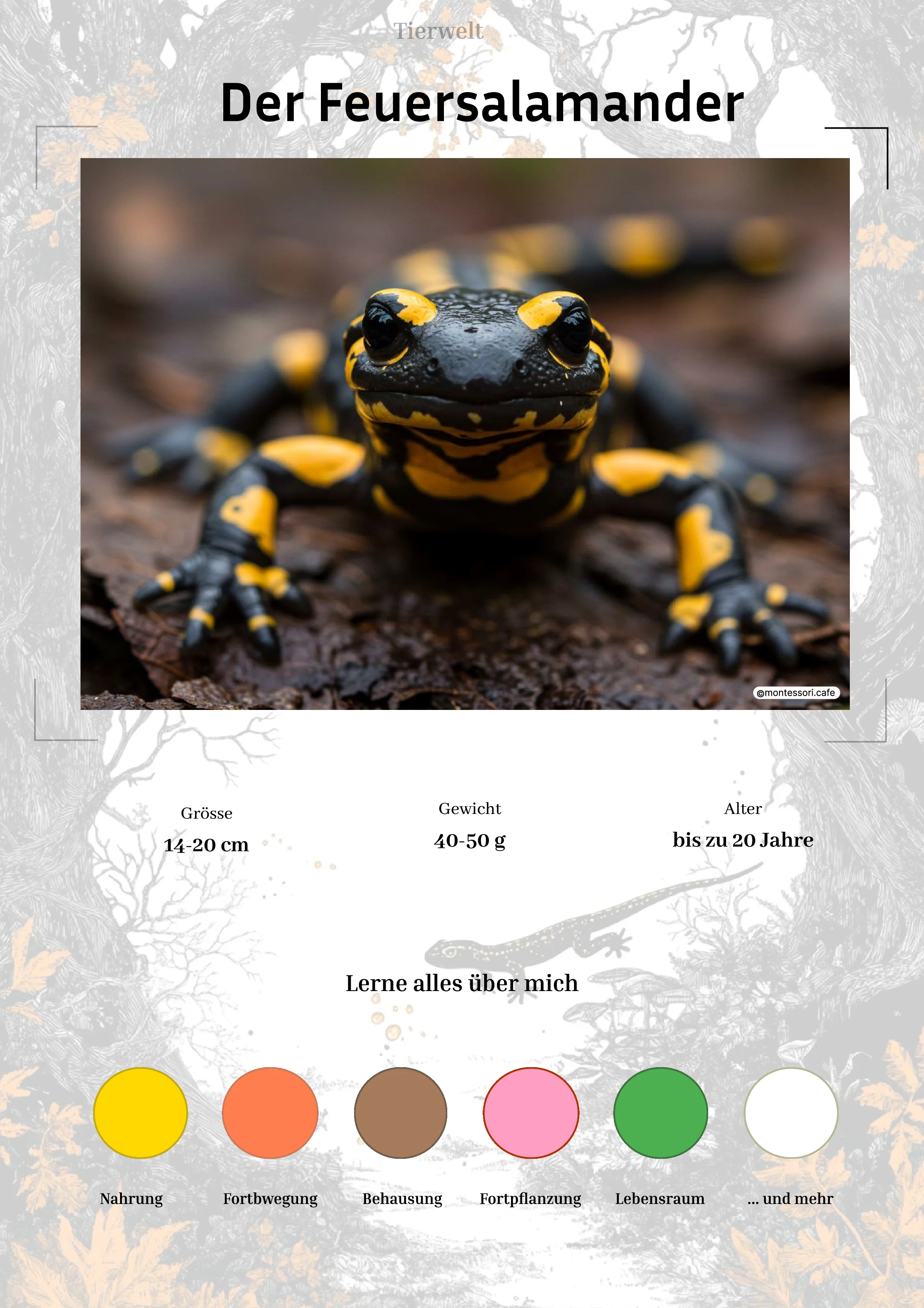 Der Feuersalamander - Lernkarten