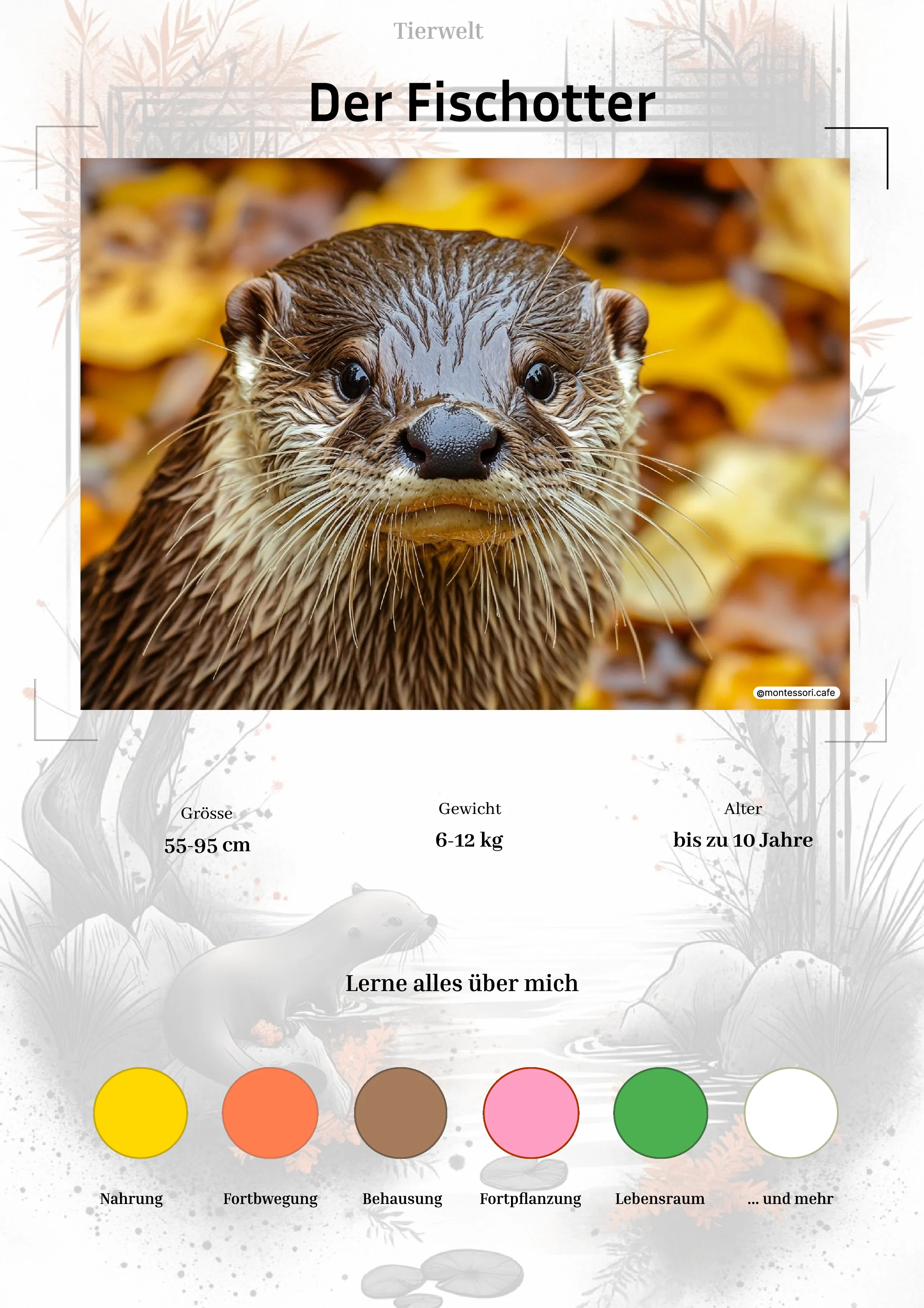 Der Fischotter - Lernkarten