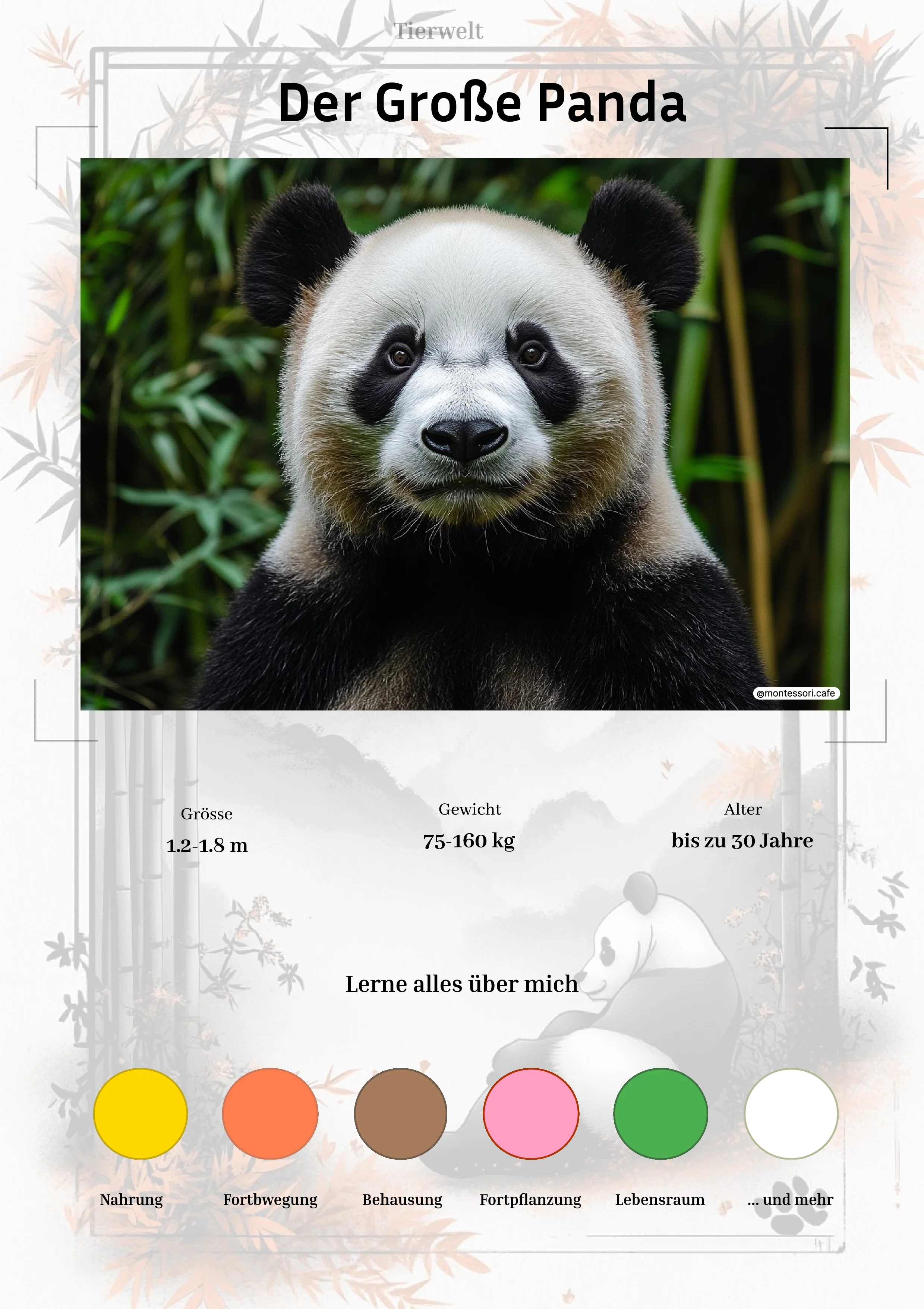 Der Große Panda - Lernkarten