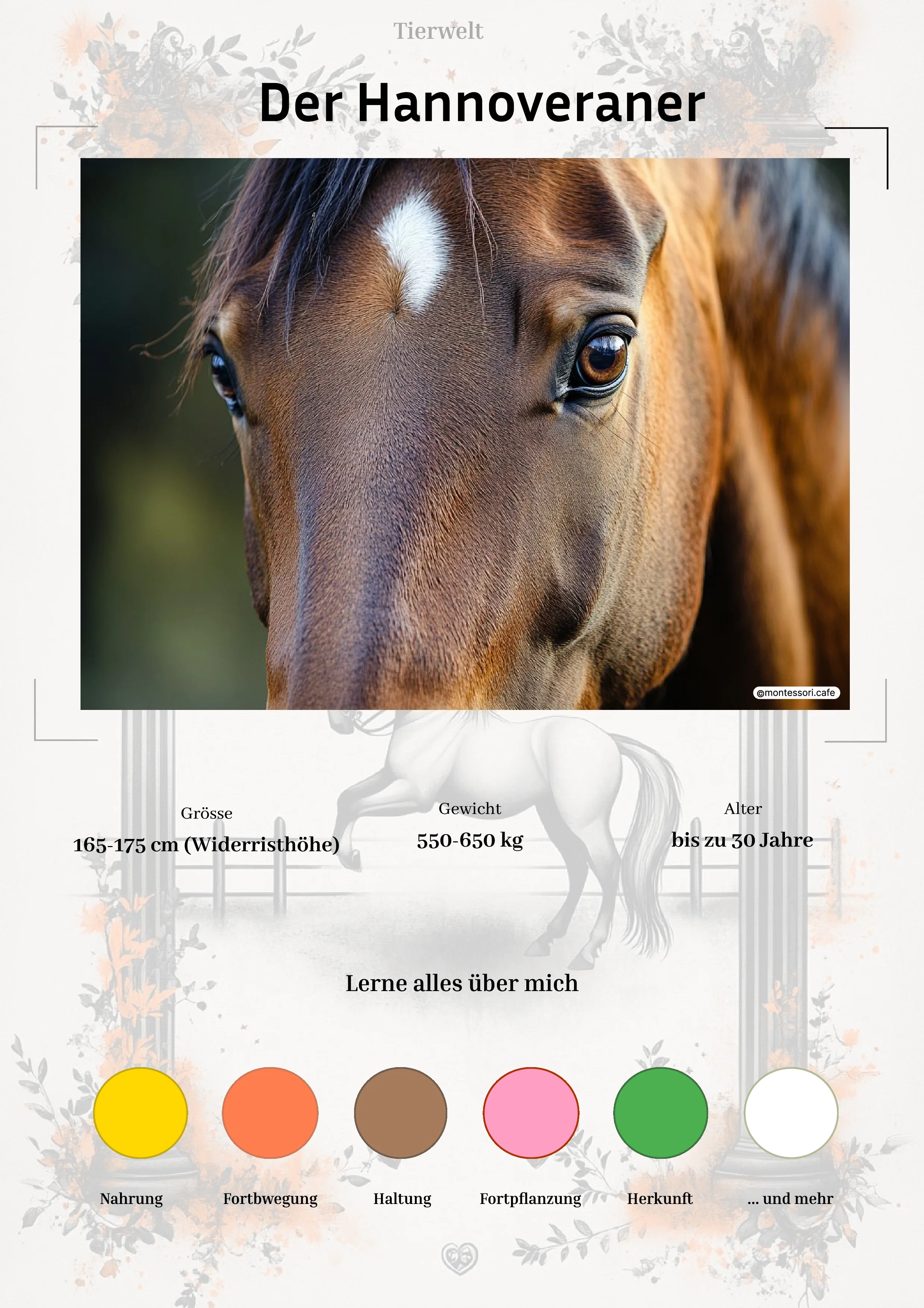 Der Hannoveraner - Lernkarten