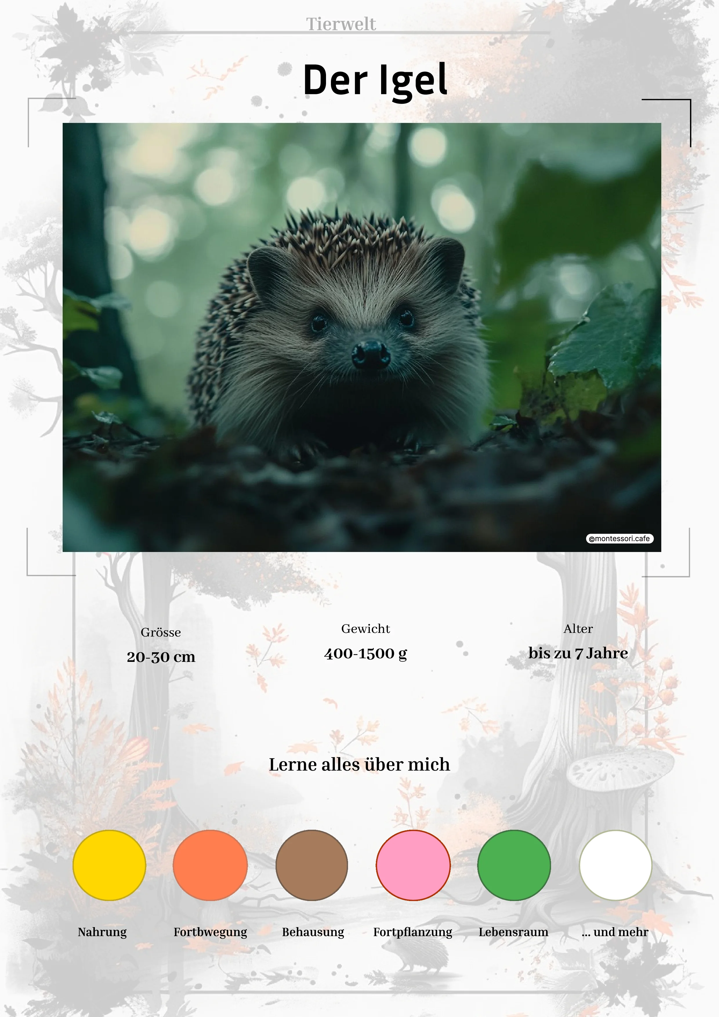 Der Igel - Lernkarten