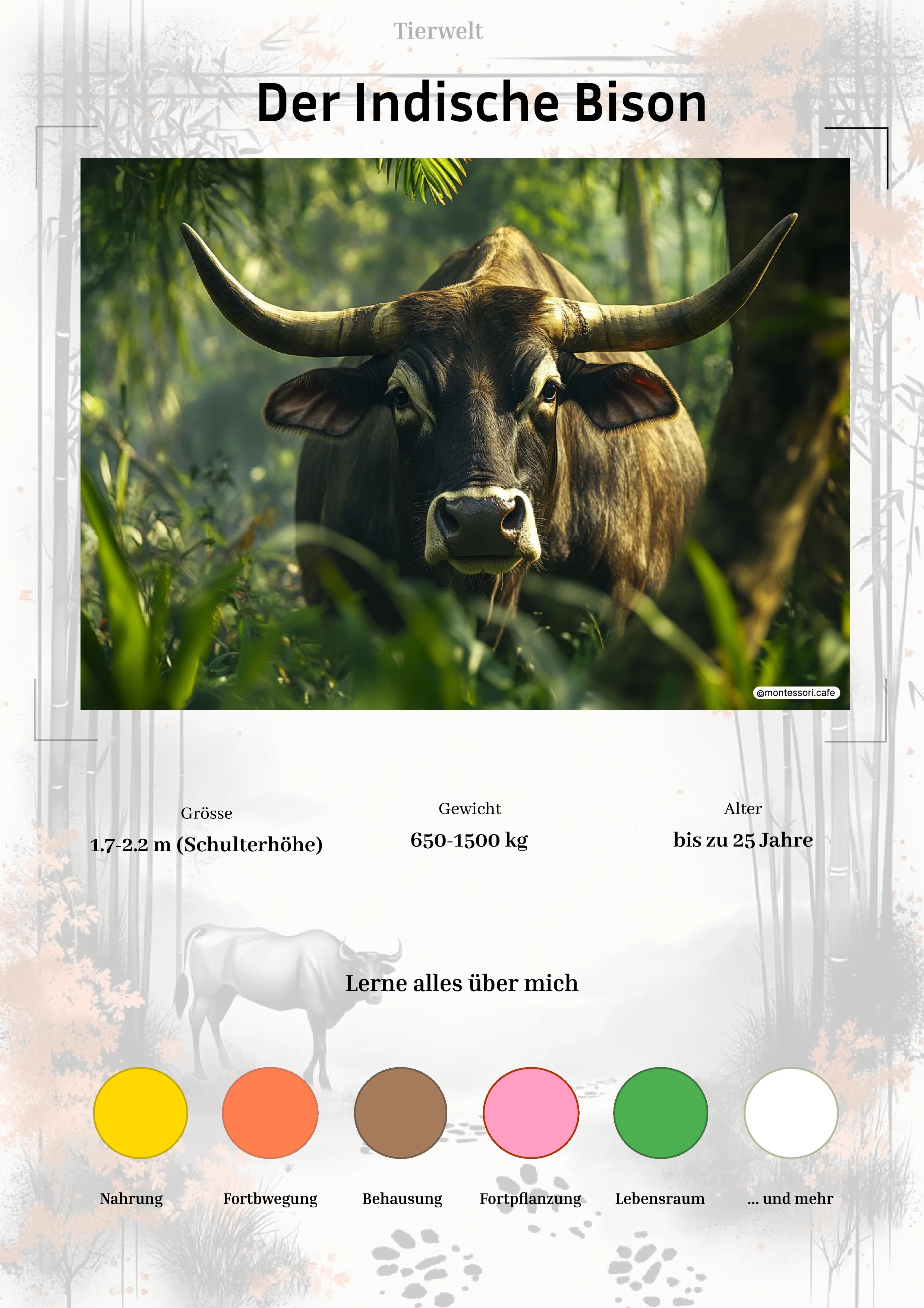 Der Indische Bison - Lernkarten