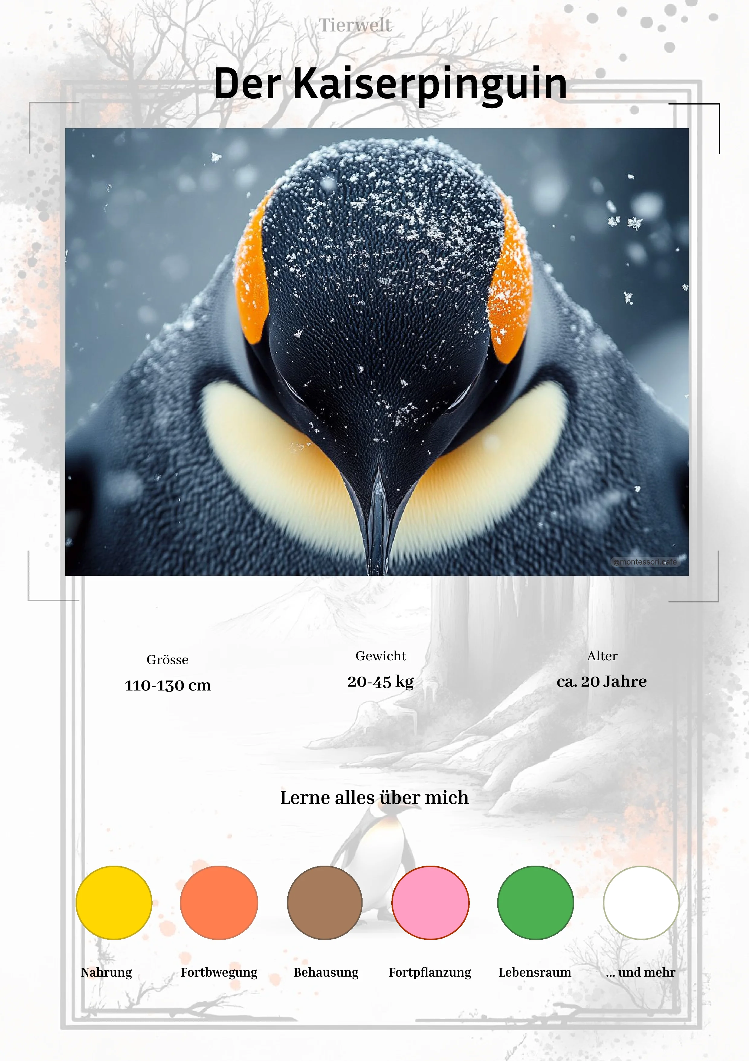 Der Kaiserpinguin - Lernkarten