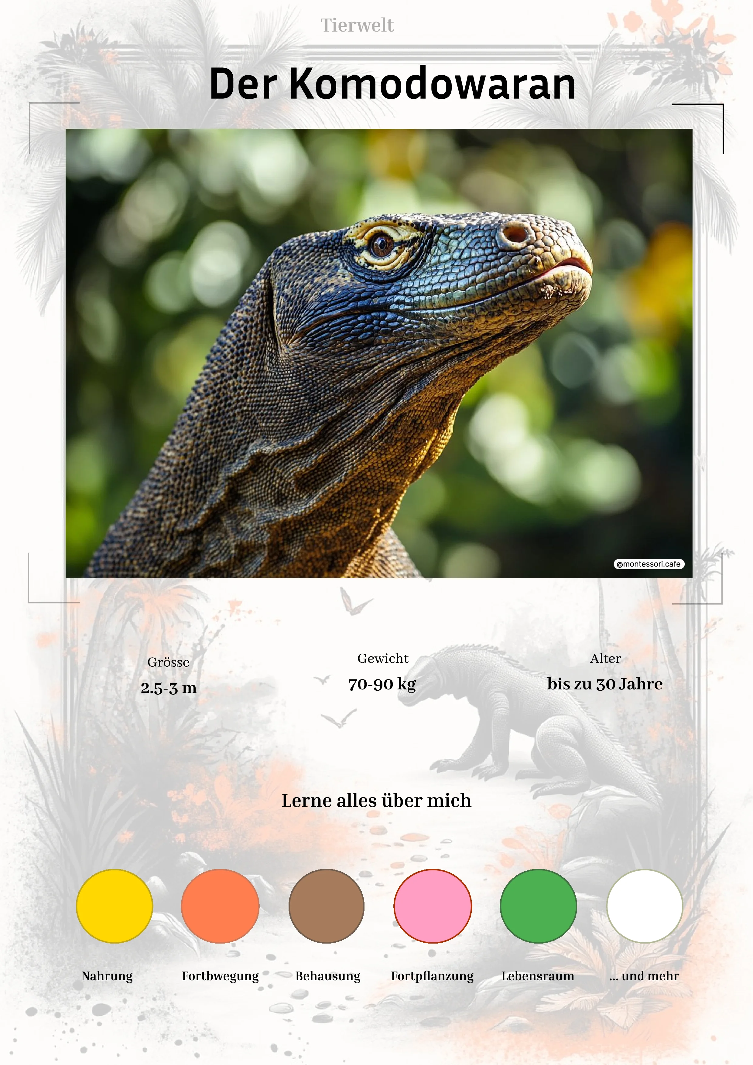 Der Komodowaran - Lernkarten