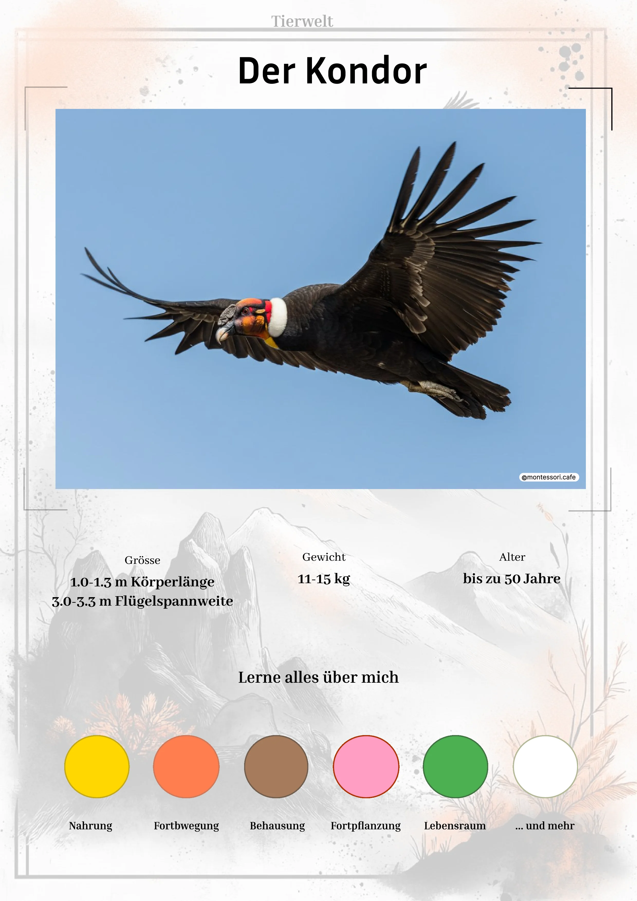 Der Kondor - Lernkarten