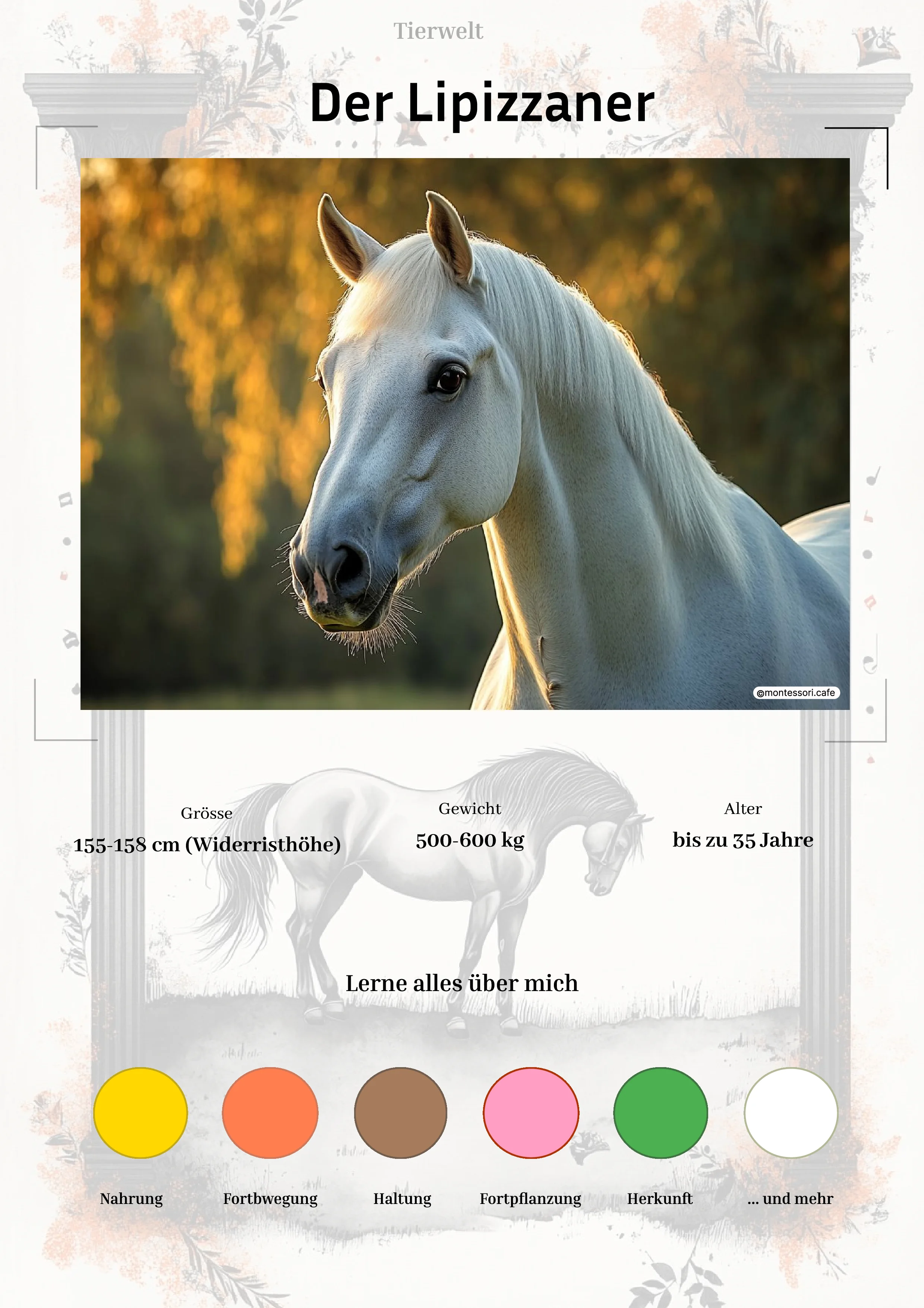 Der Lipizzaner - Lernkarten