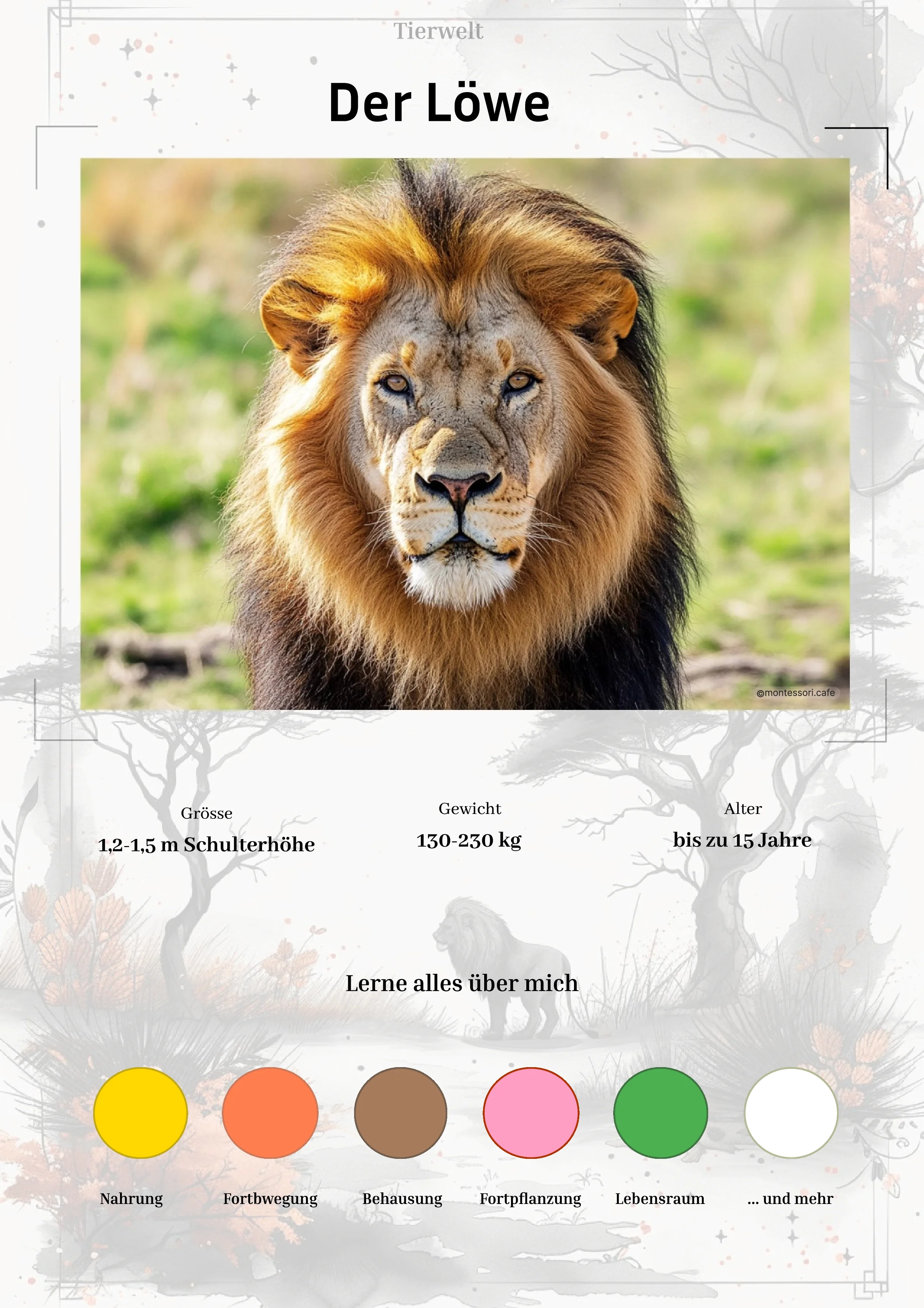 Der Löwe - Lernkarten