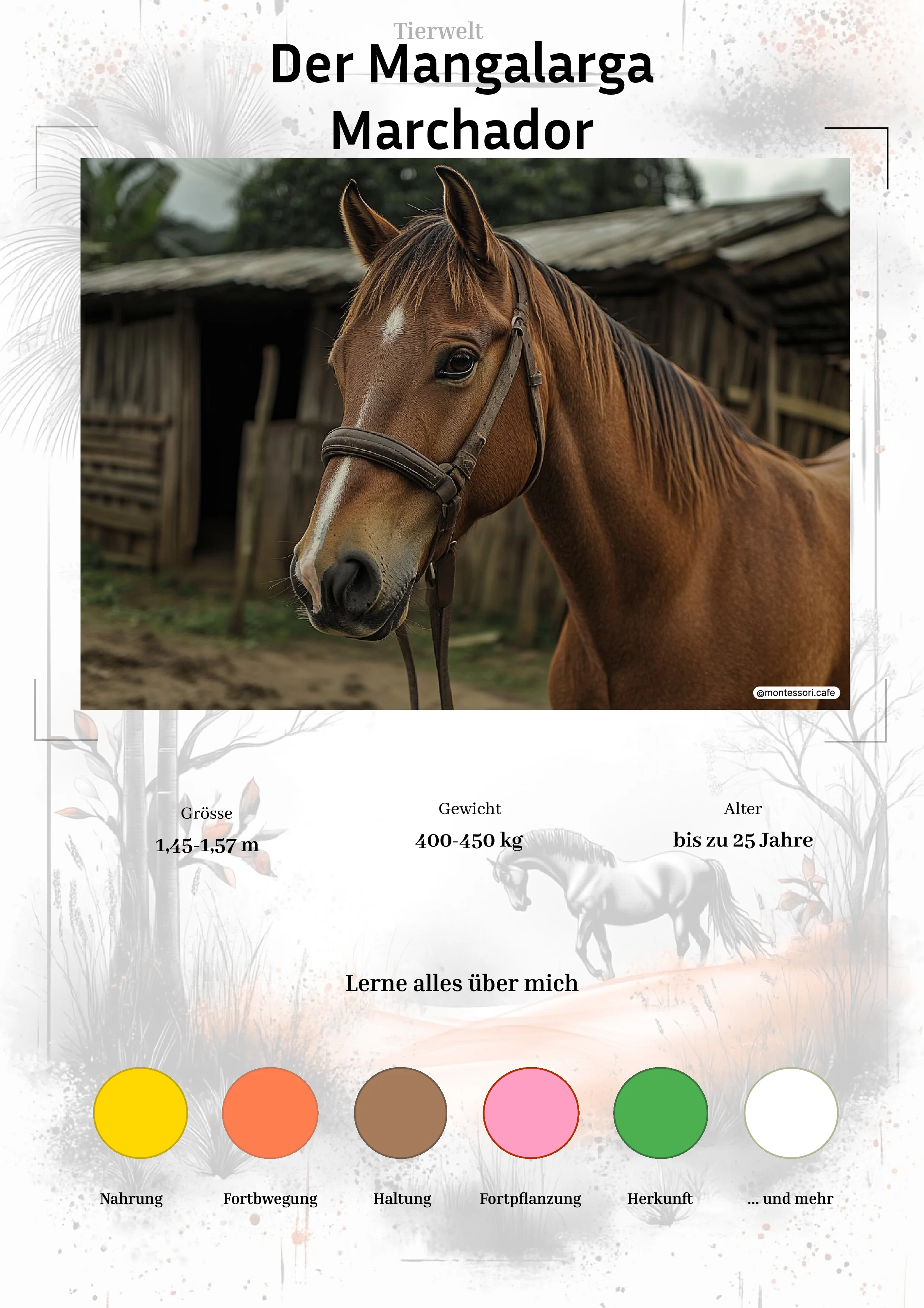 Pferde in Südamerika