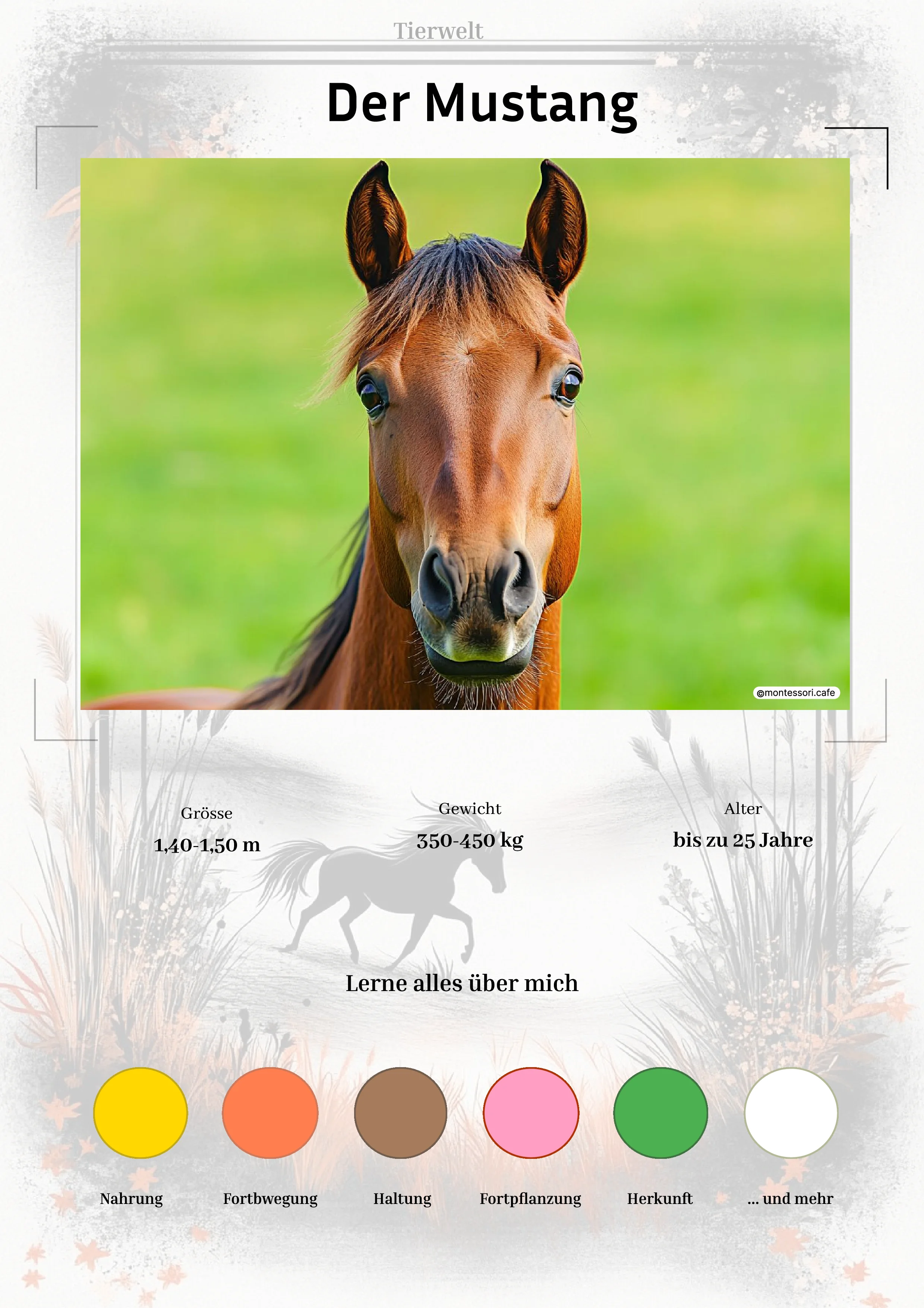 Der Mustang - Lernkarten