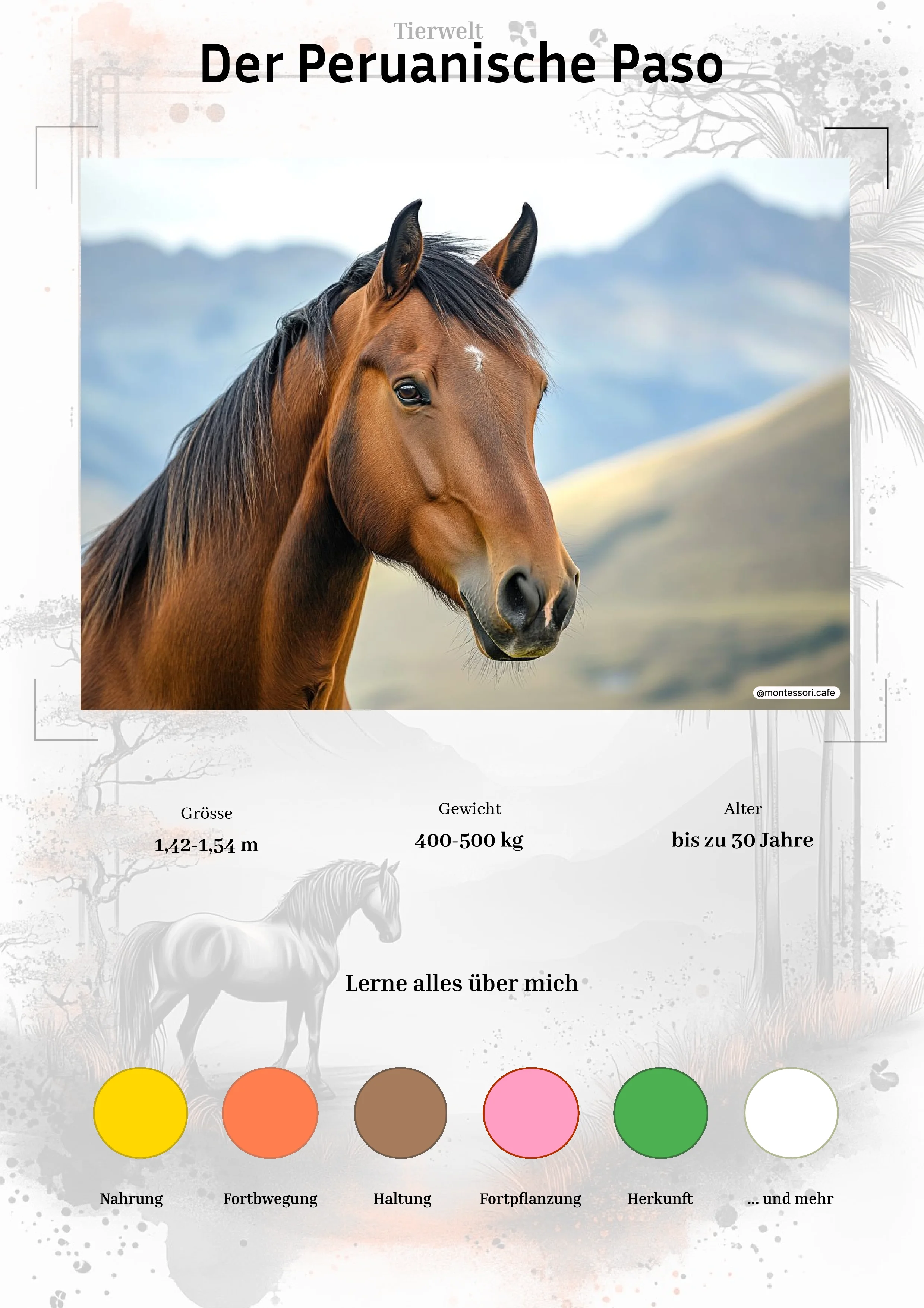 Der Peruanische Paso - Lernkarten