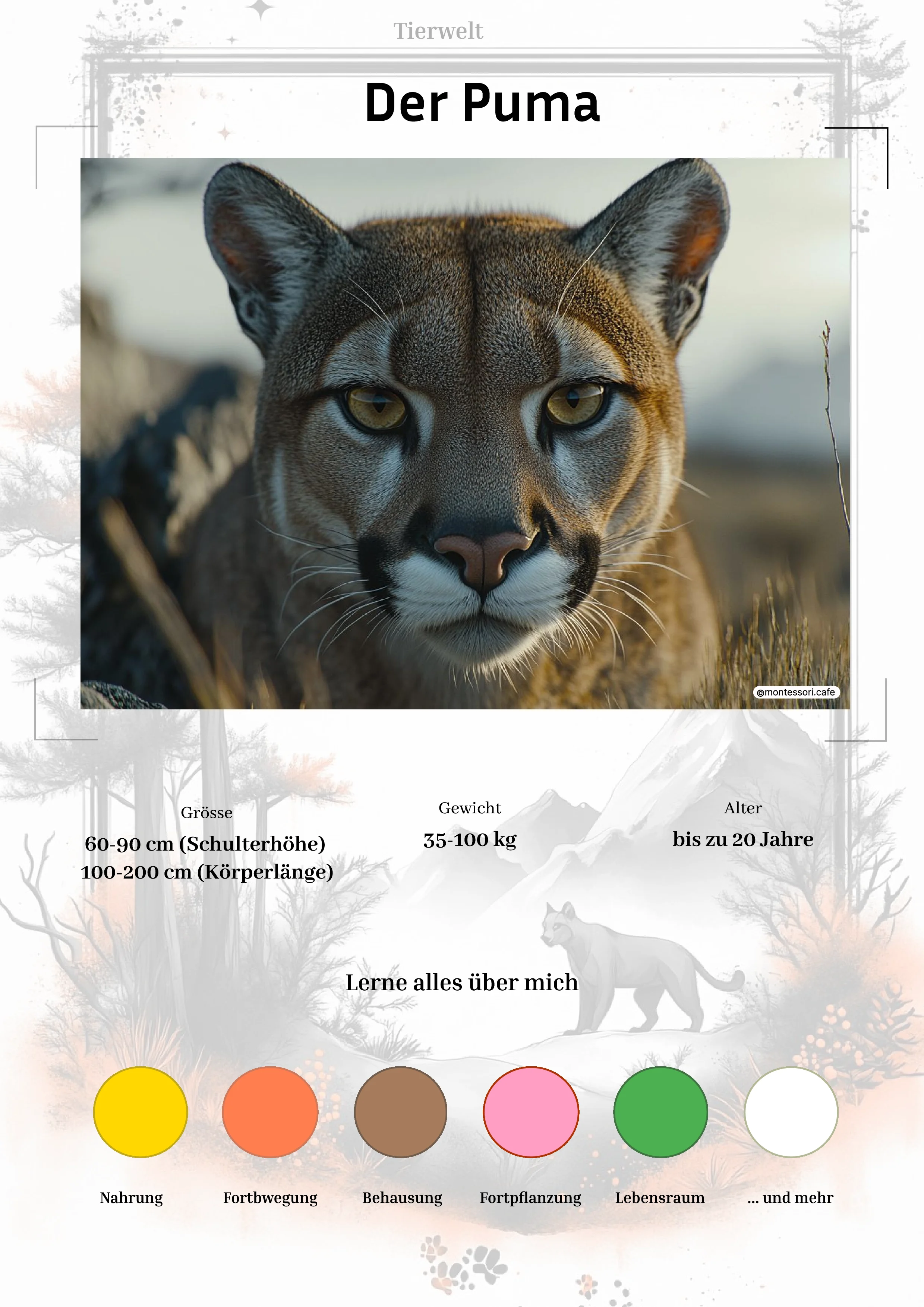 Der Puma - Lernkarten