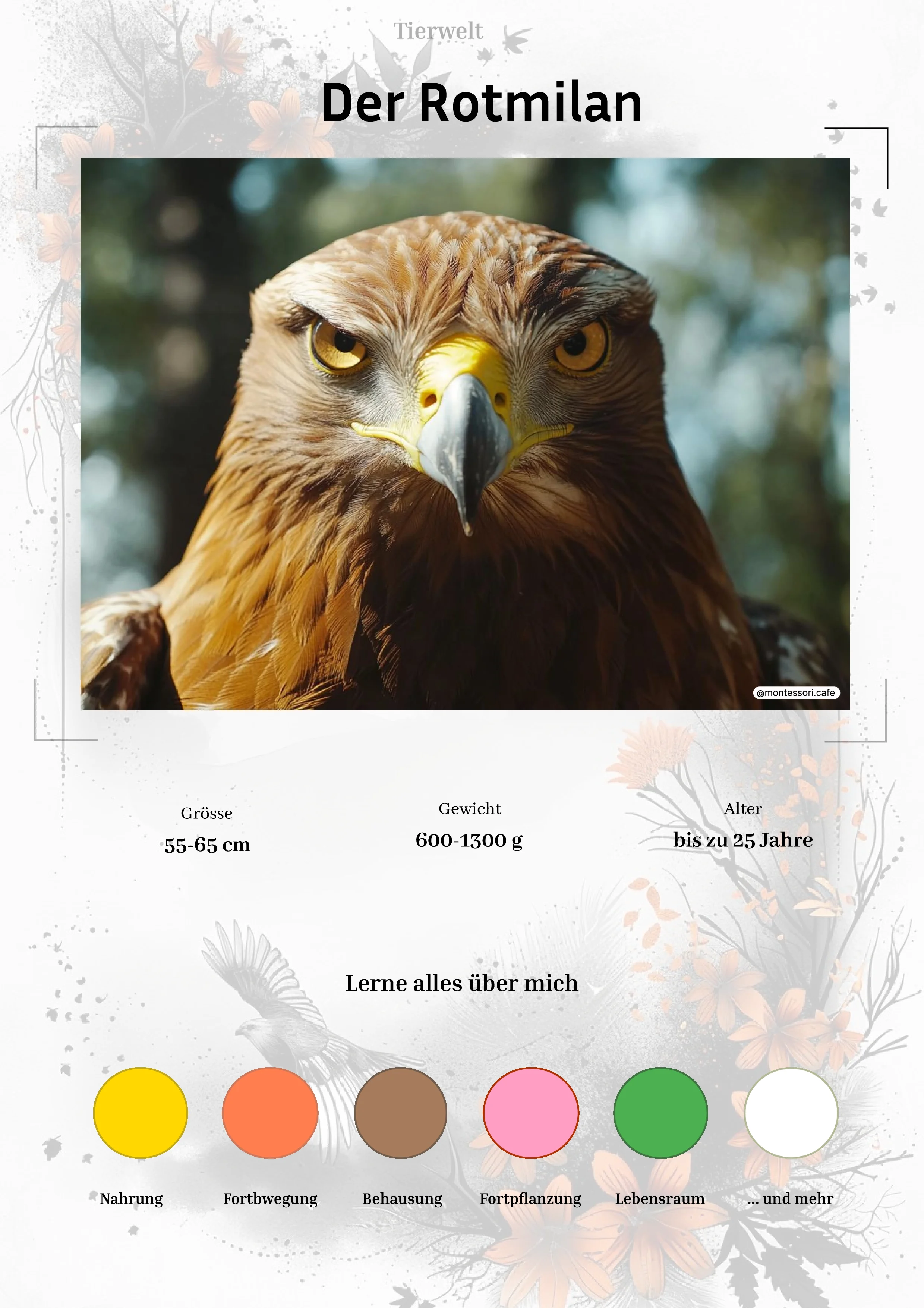 Der Rotmilan - Lernkarten