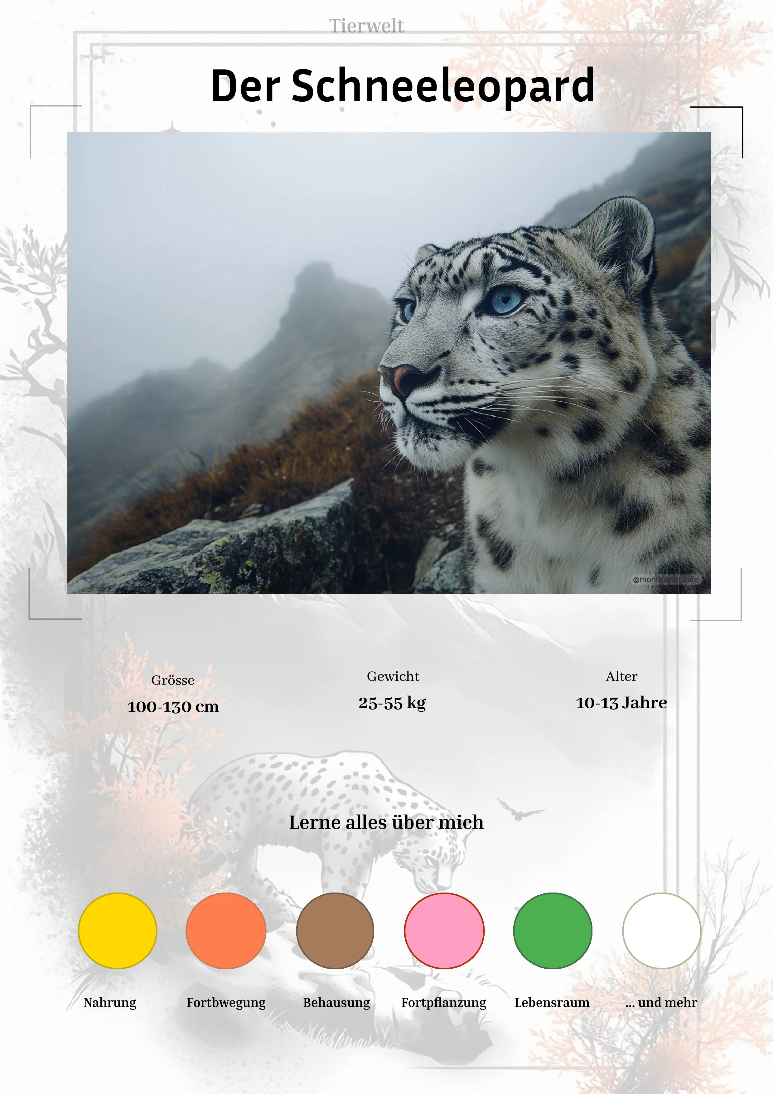 Der Schneeleopard - Lernkarten