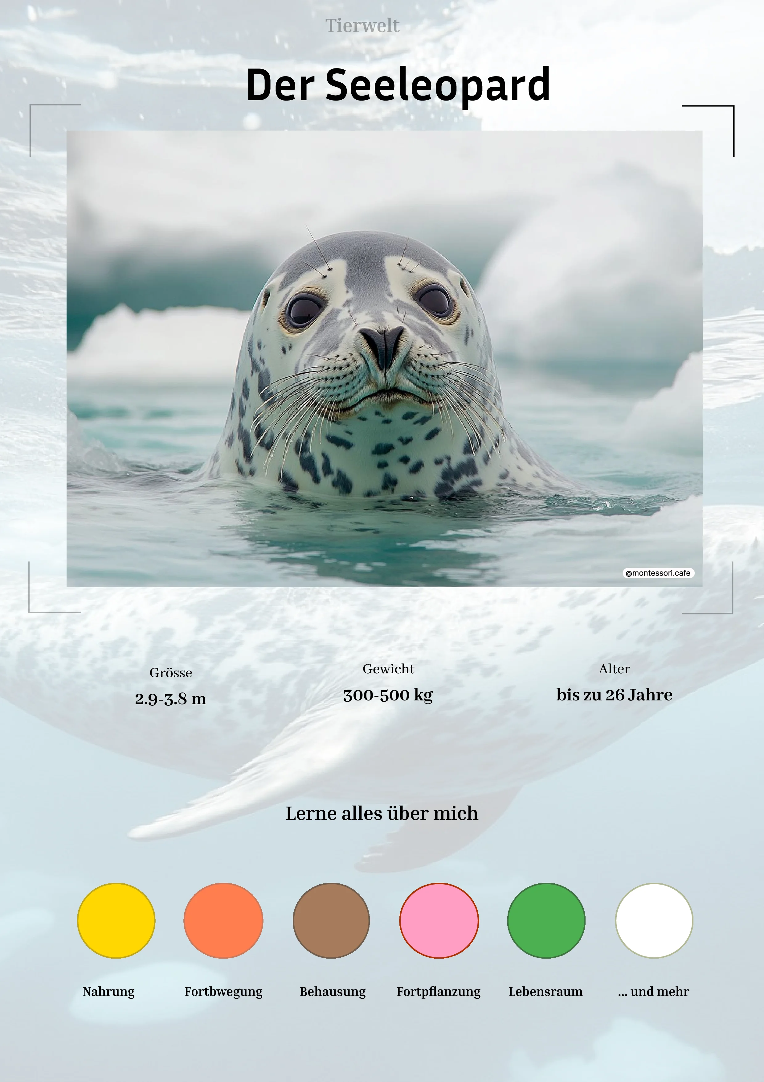 Der Seeleopard - Lernkarten