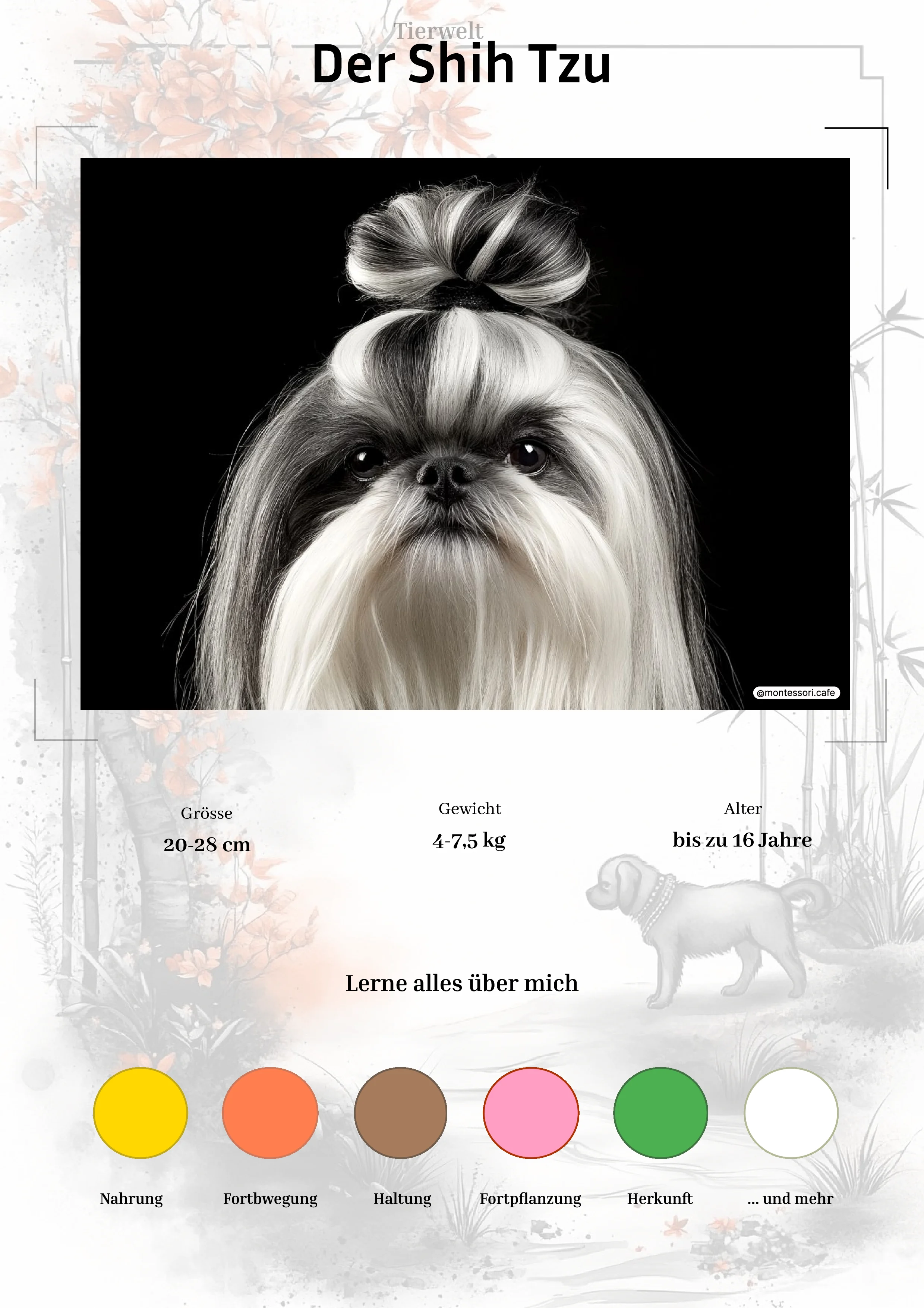 Der Shih Tzu - Lernkarten