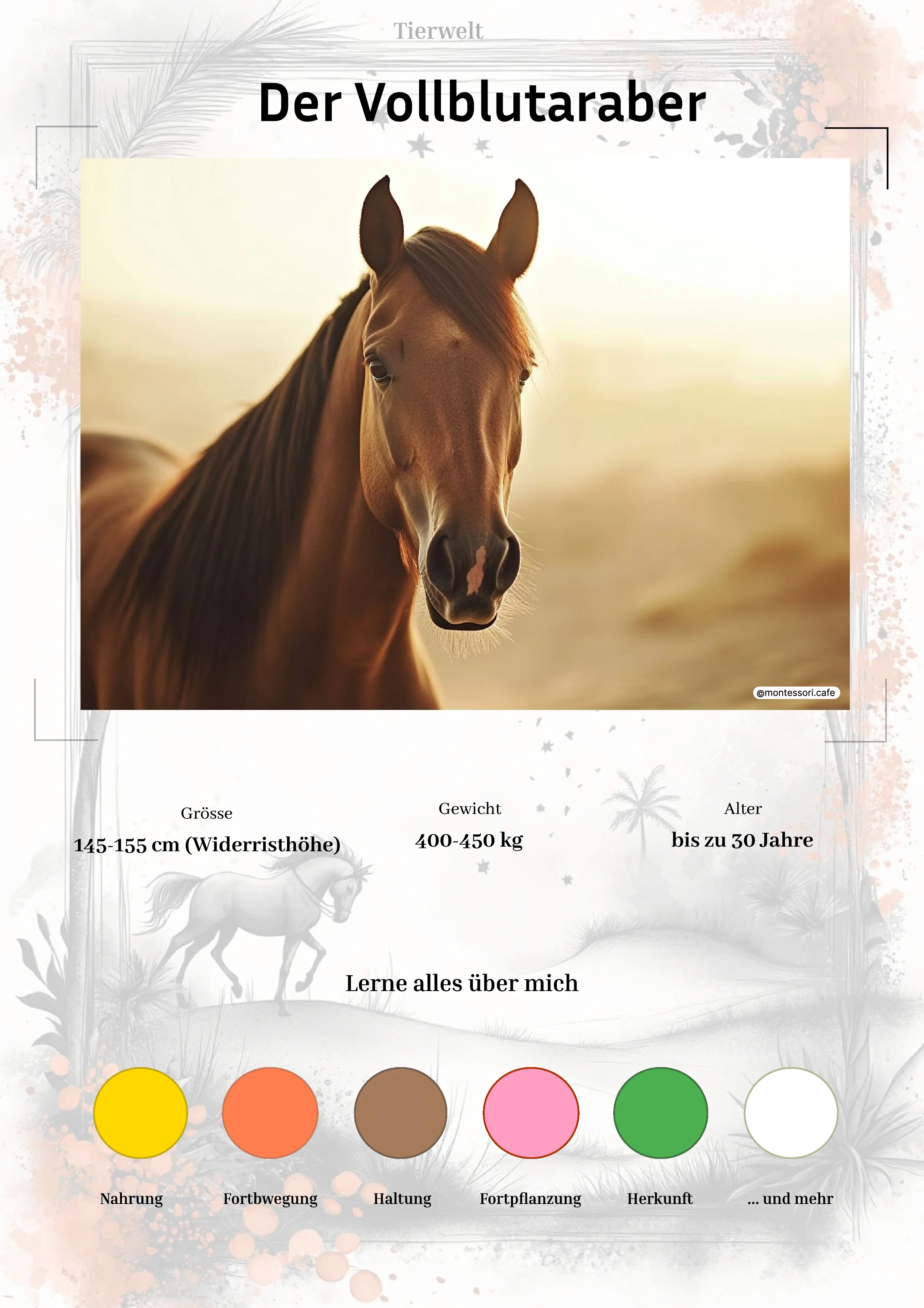 Der Vollblutaraber - Lernkarten