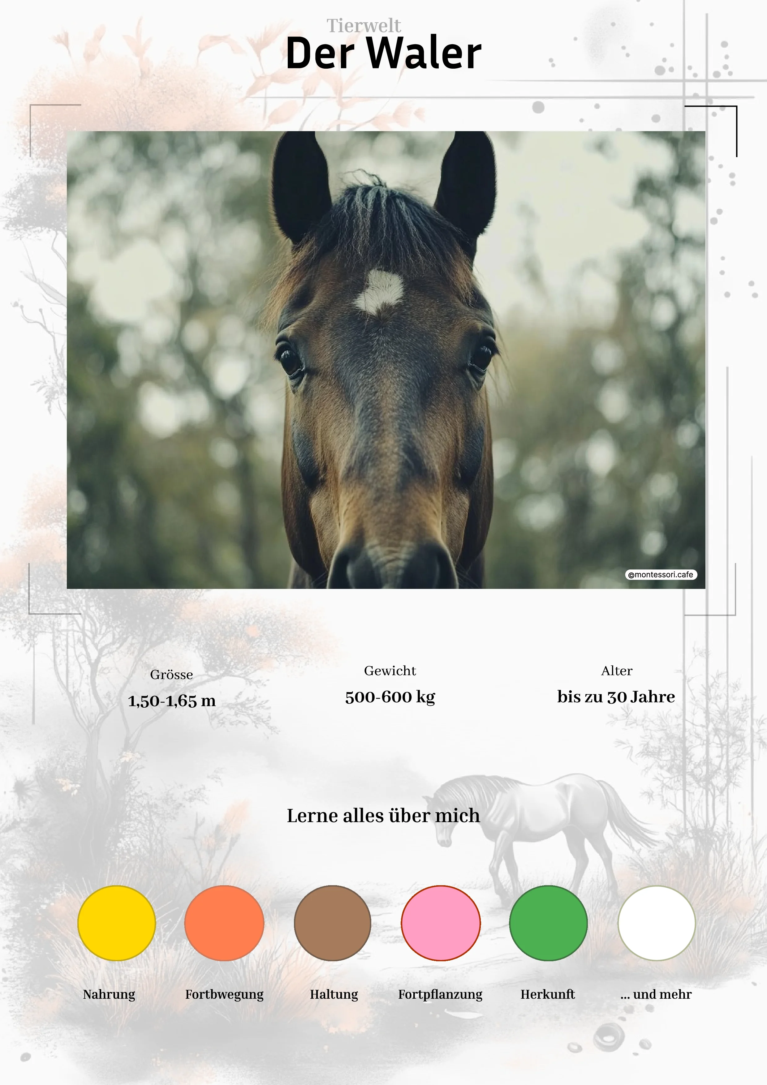 Der Waler - Ganzheitliche Lernkarten