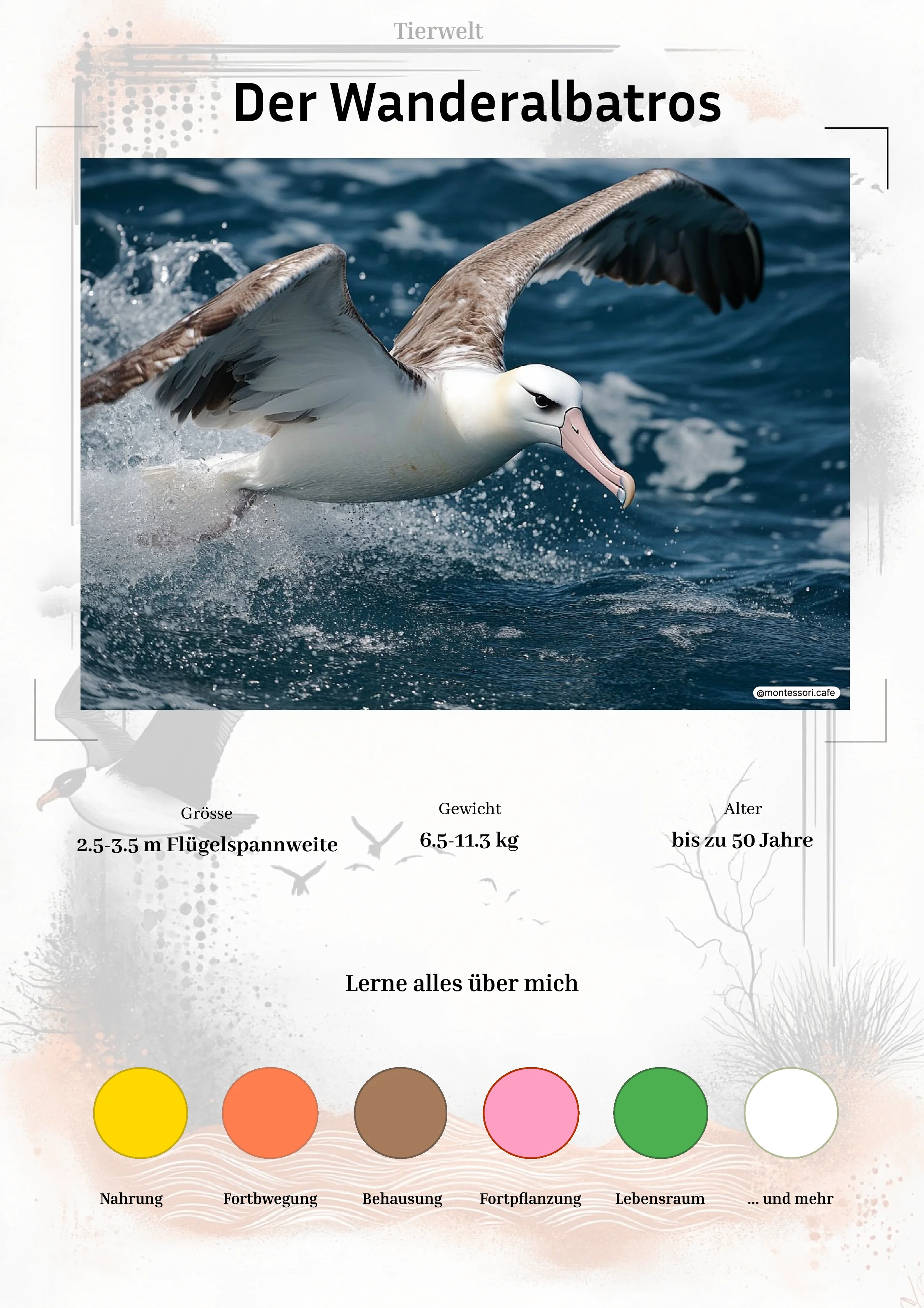Der Wanderalbatros - Lernkarten