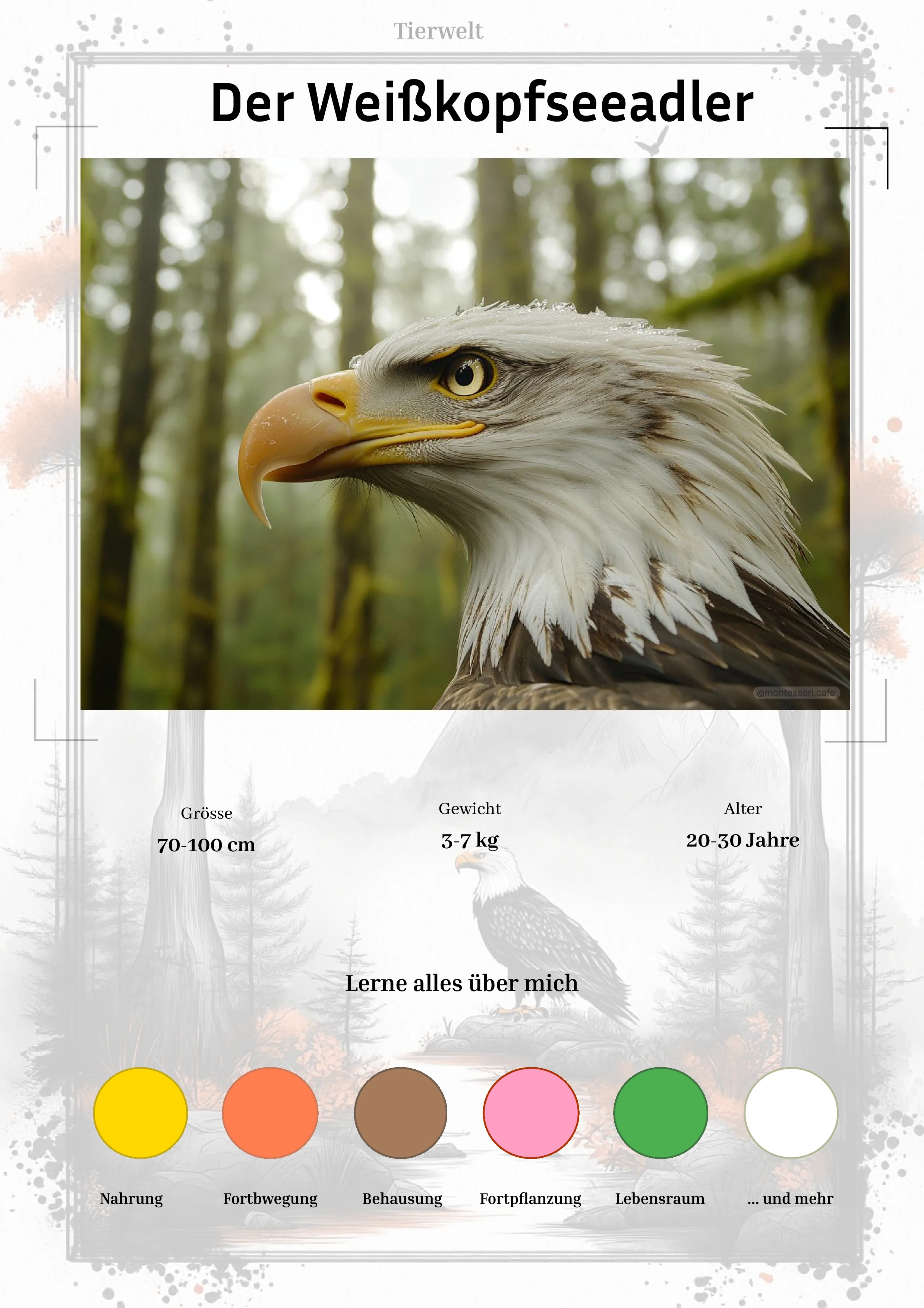 Der Weißkopfseeadler - Lernkarten