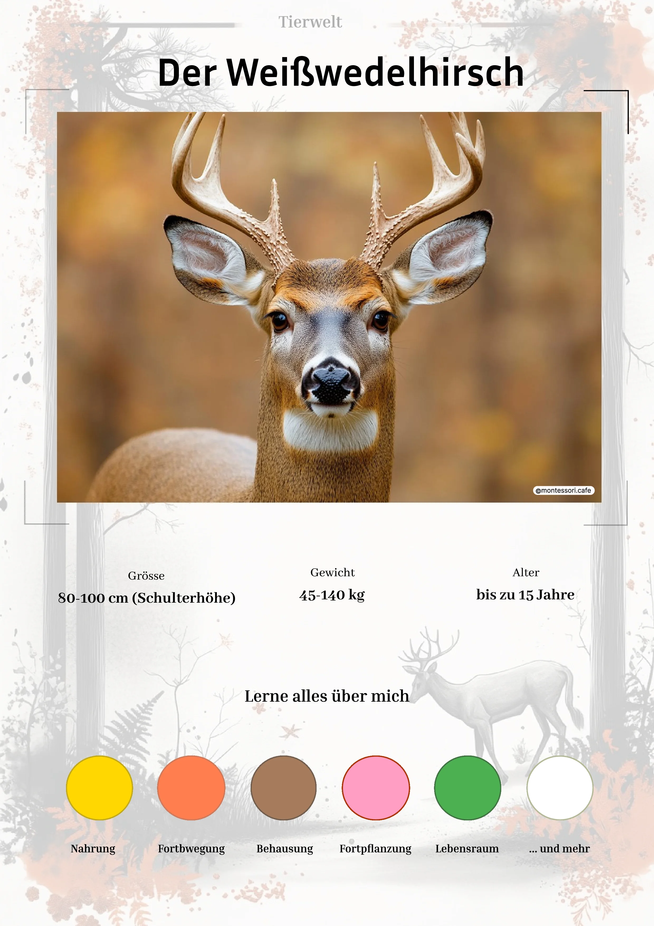 Der Weißwedelhirsch - Lernkarten