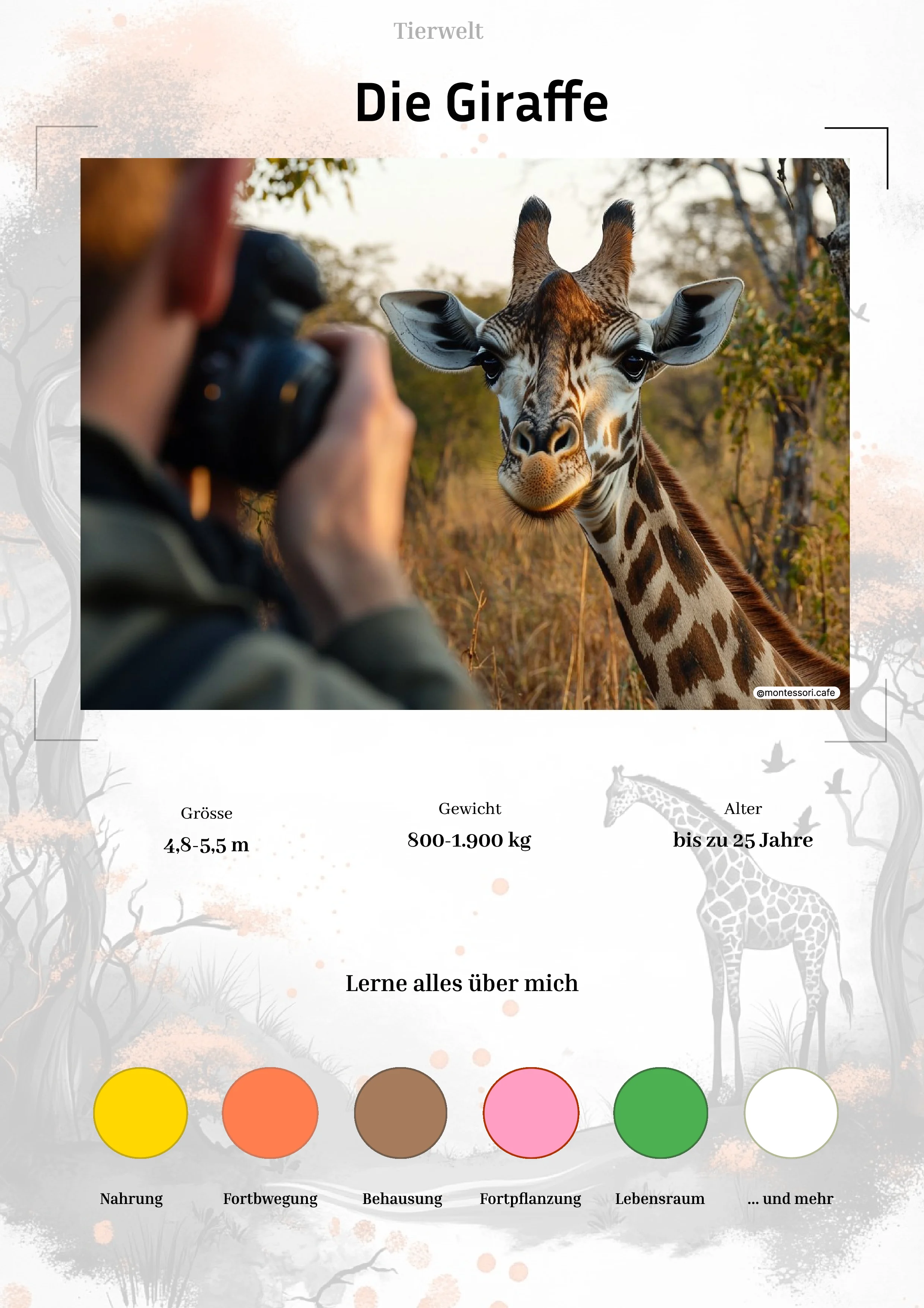 Die Giraffe - Lernkarten