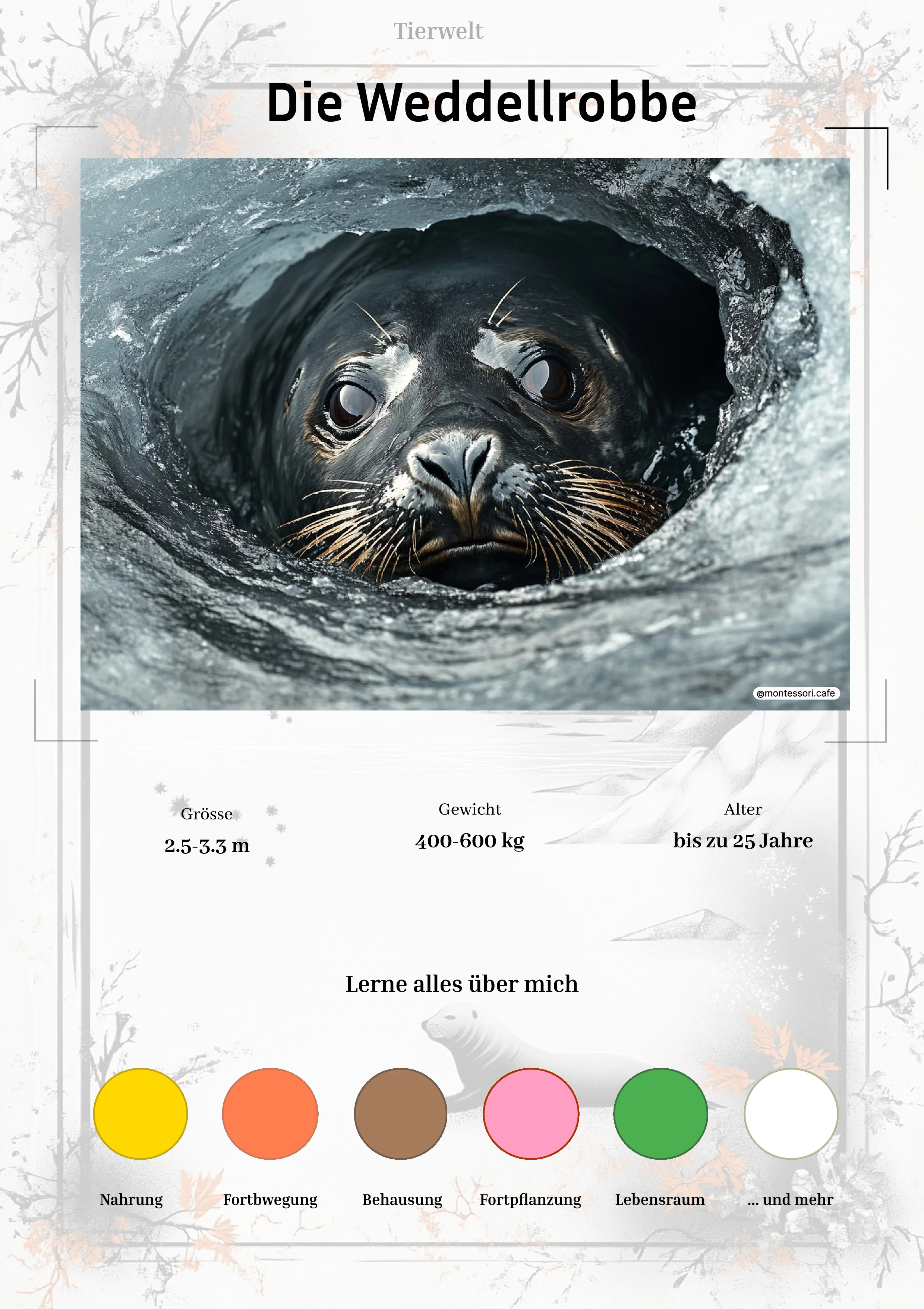 Die Weddellrobbe - Lernkarten
