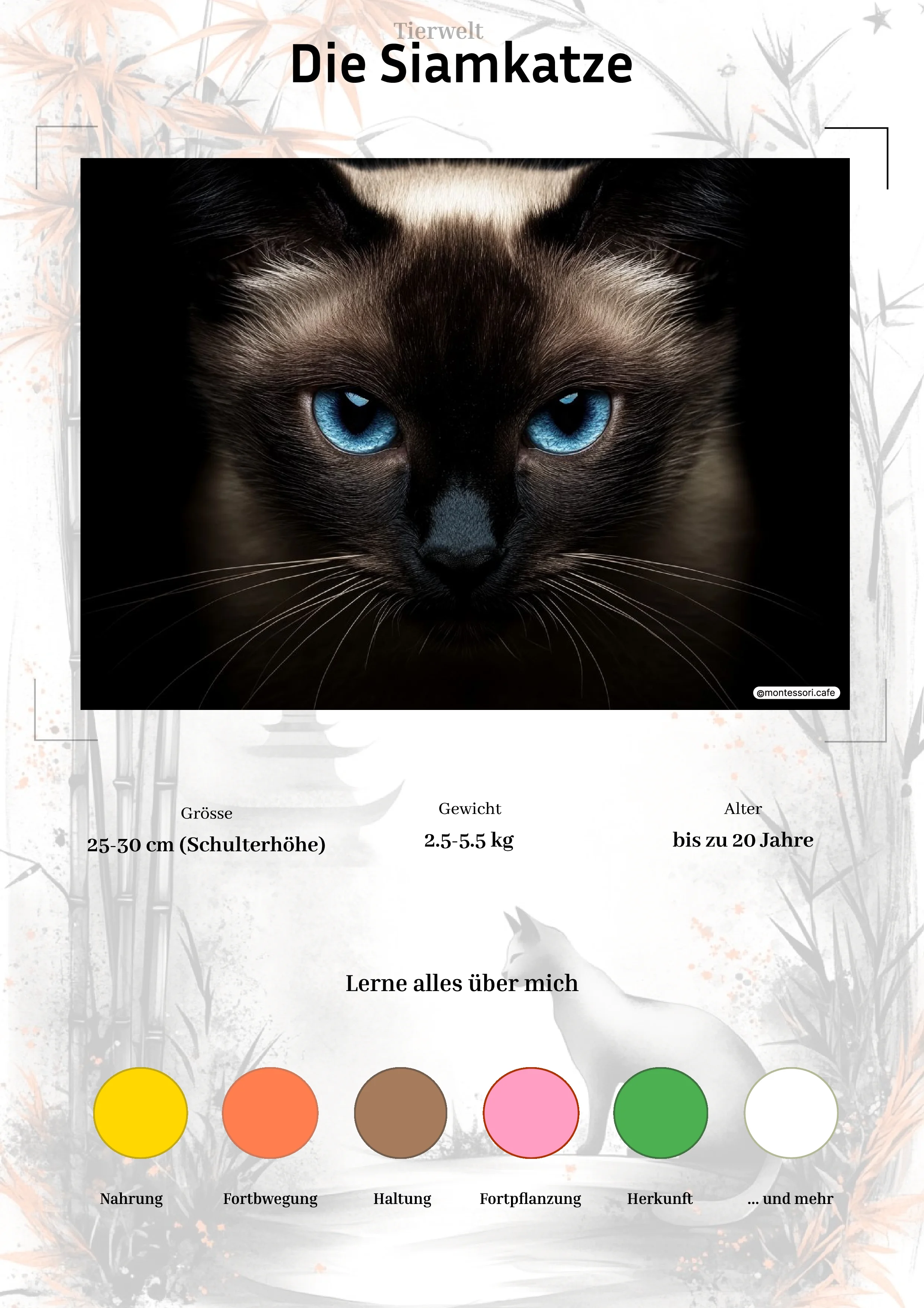 Die Siamkatze - Ganzheitliche Lernkarten